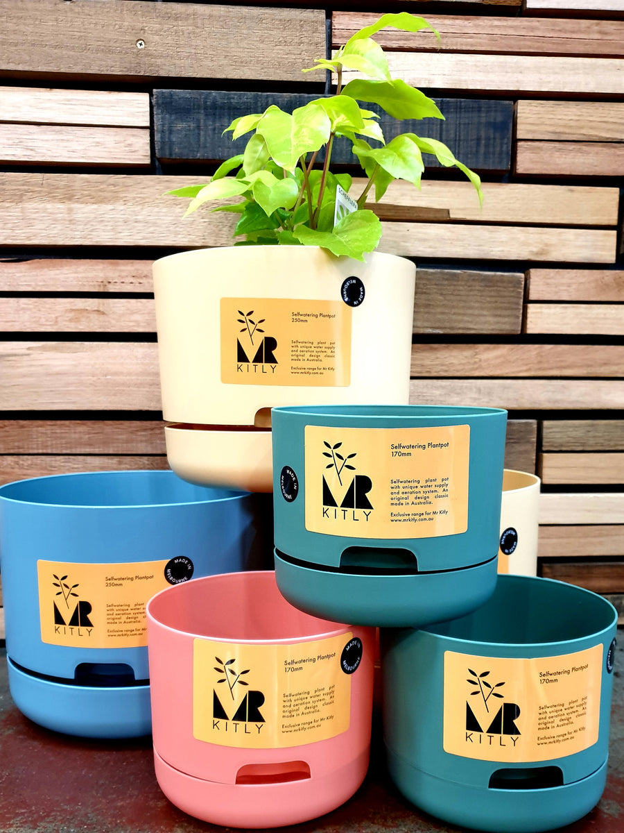 mr kitly self-watering plant pot Mr Kitly Self-watering Pots – The Spotted Quoll