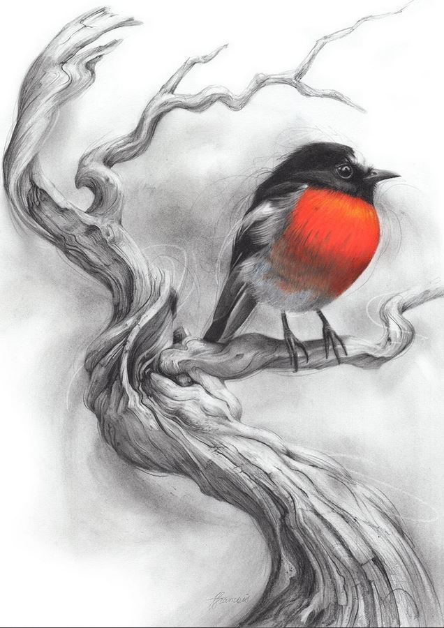 'Scarlet Robin'' Art Print - Fiona Francois Art Print Fiona Francois A2 Scarlet Robin 