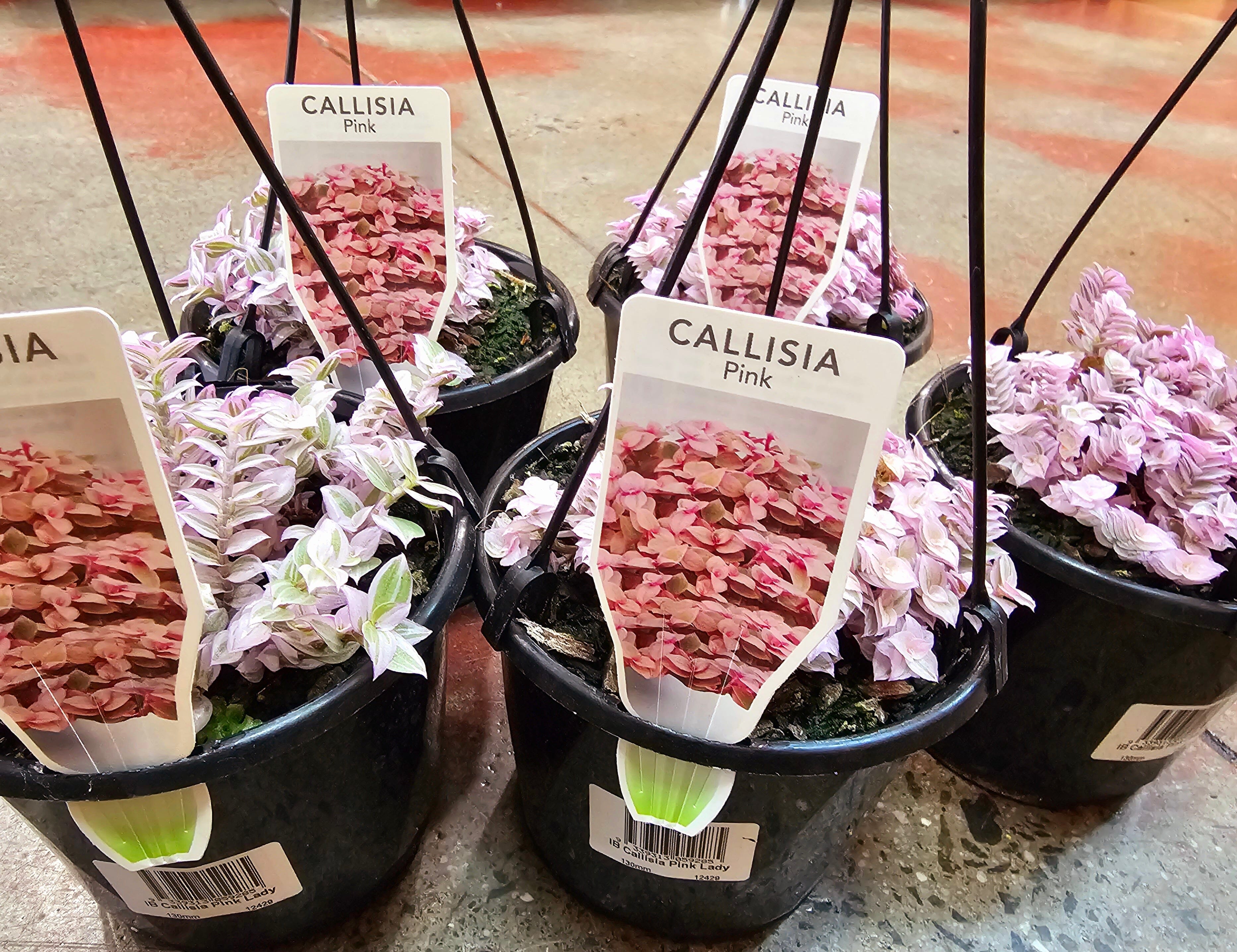 Callisia Pink Lady - Plant plant westland 
