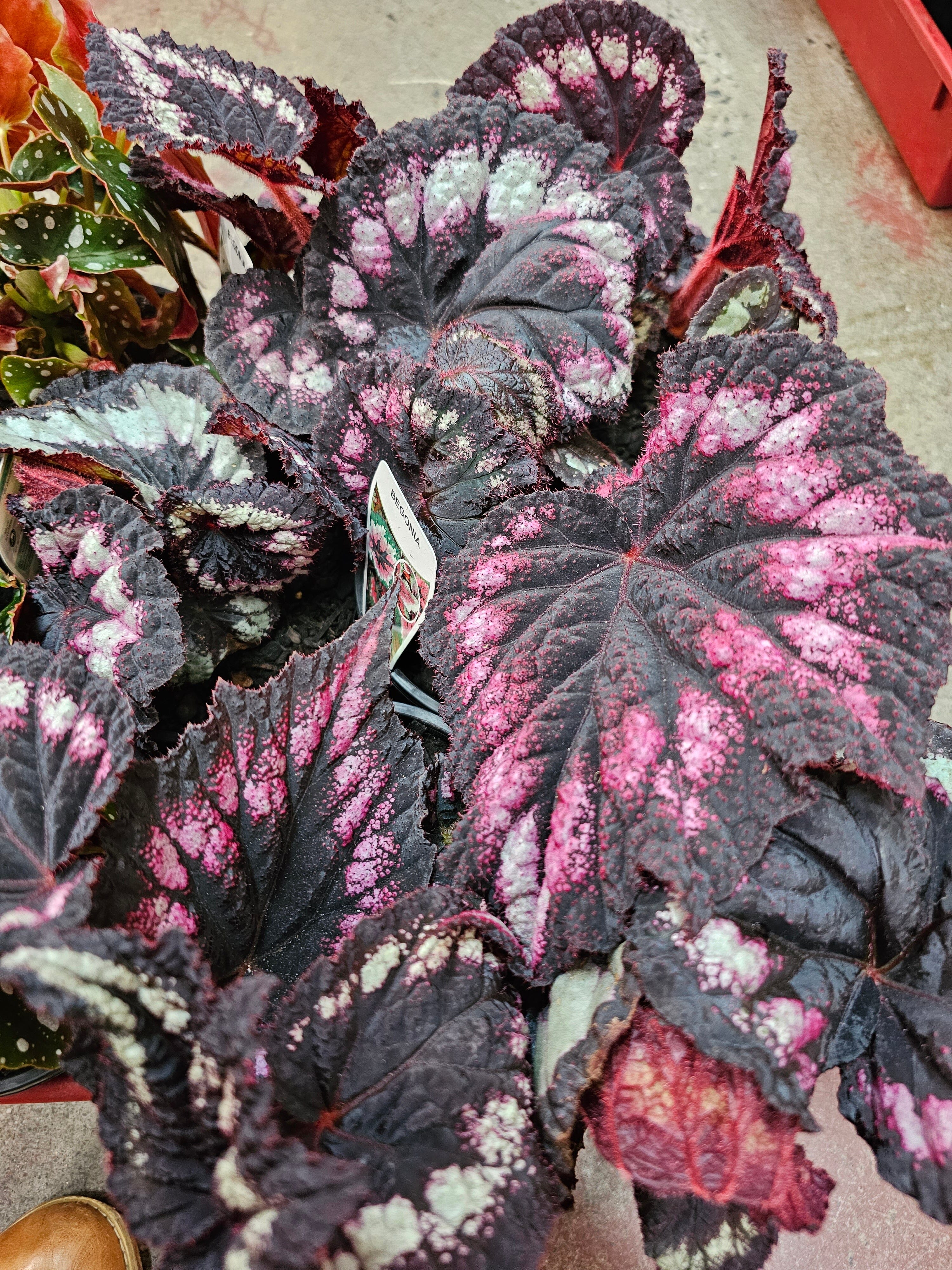 Begonia - Tas Only Plants Westland 130mm Black Beauty 