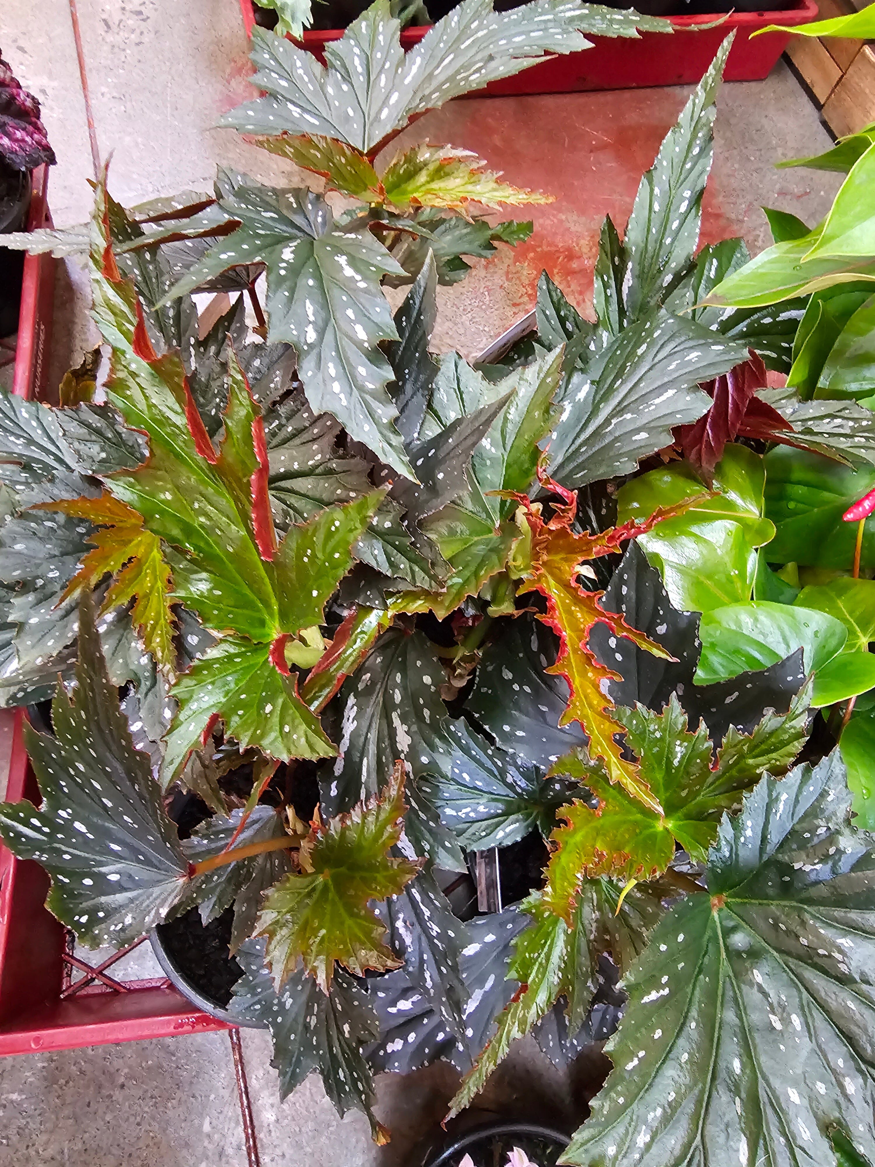 Begonia - Tas Only Plants Westland 130mm Sylvia 