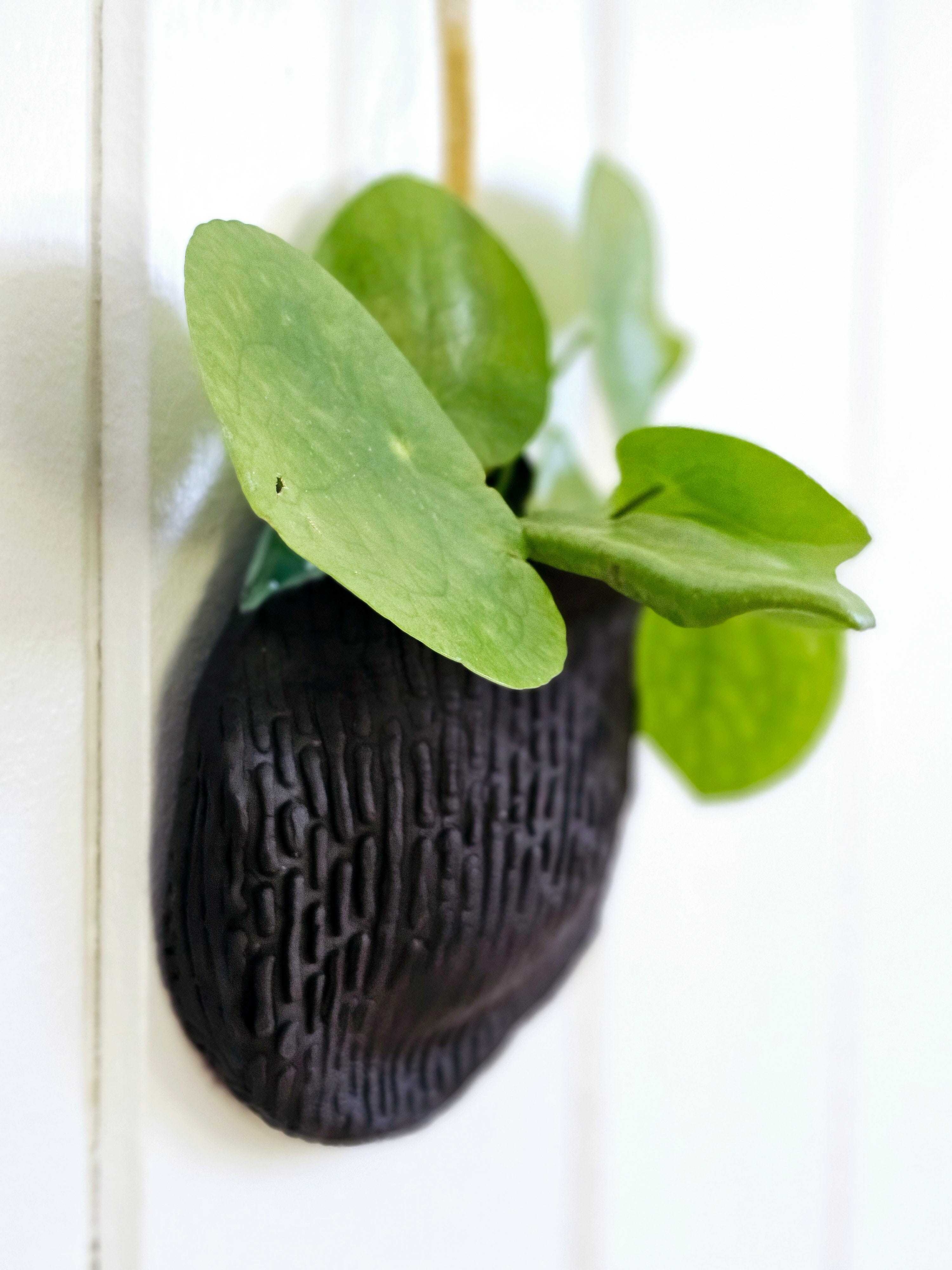 Black Forest - Ceramics by Meek Mud (Copy) ceramics meek mud Black Forest Wall Pod Planter (150mm) 