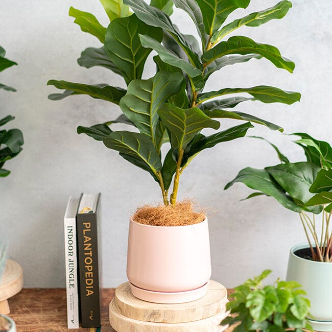 Ceramic Belly Pot & Plate Matte Pots & Planters The Spotted Quoll Large Pink Sand 