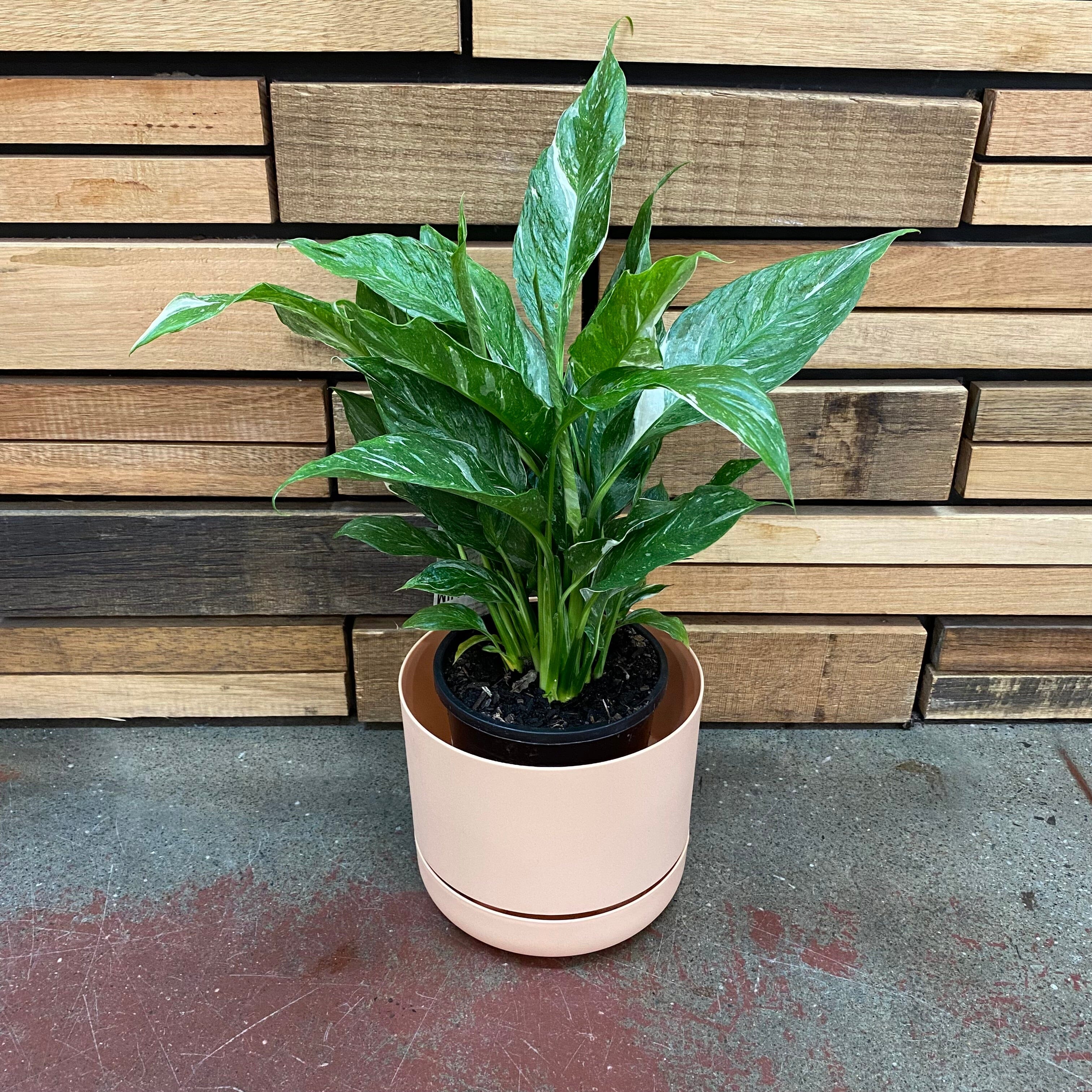 Peace Lilies (Spathiphyllum) All Kinds Plants Westland Domino 130mm 