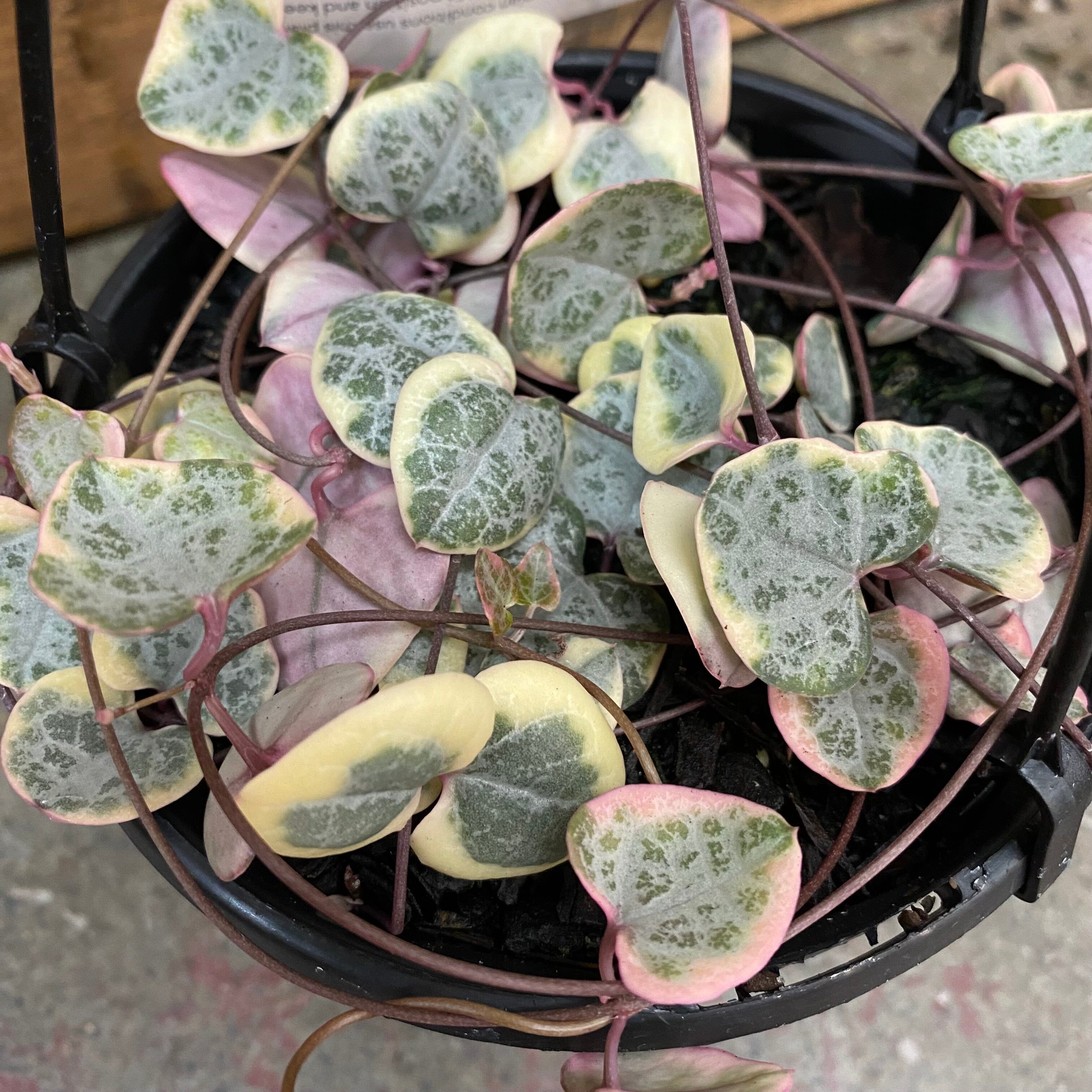Chain of Hearts - Ceropegia - TAS ONLY plantary Westland Variegated Chain 