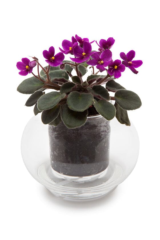 Self Watering Glass Pots - Cup O Flora Pots Cup O Flora Small 