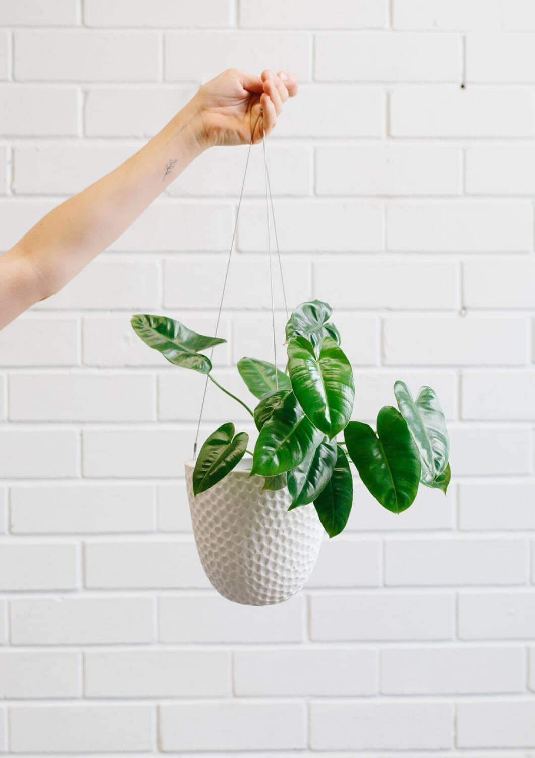 Embossed Hanging Planter - Angus and Celeste Pots angus and Celeste 