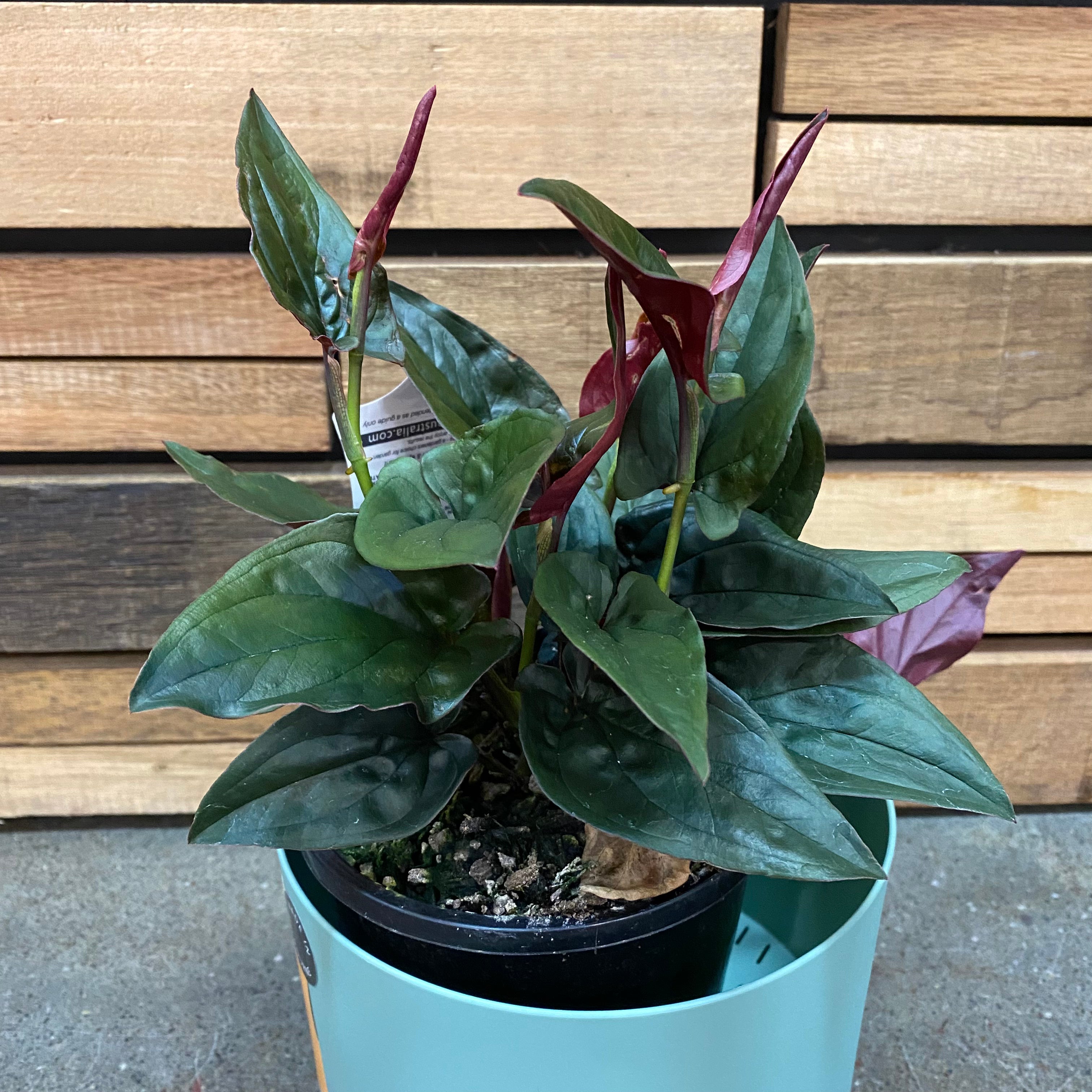 Syngonium-All Kinds plant Westland Red Arrow 130mm 