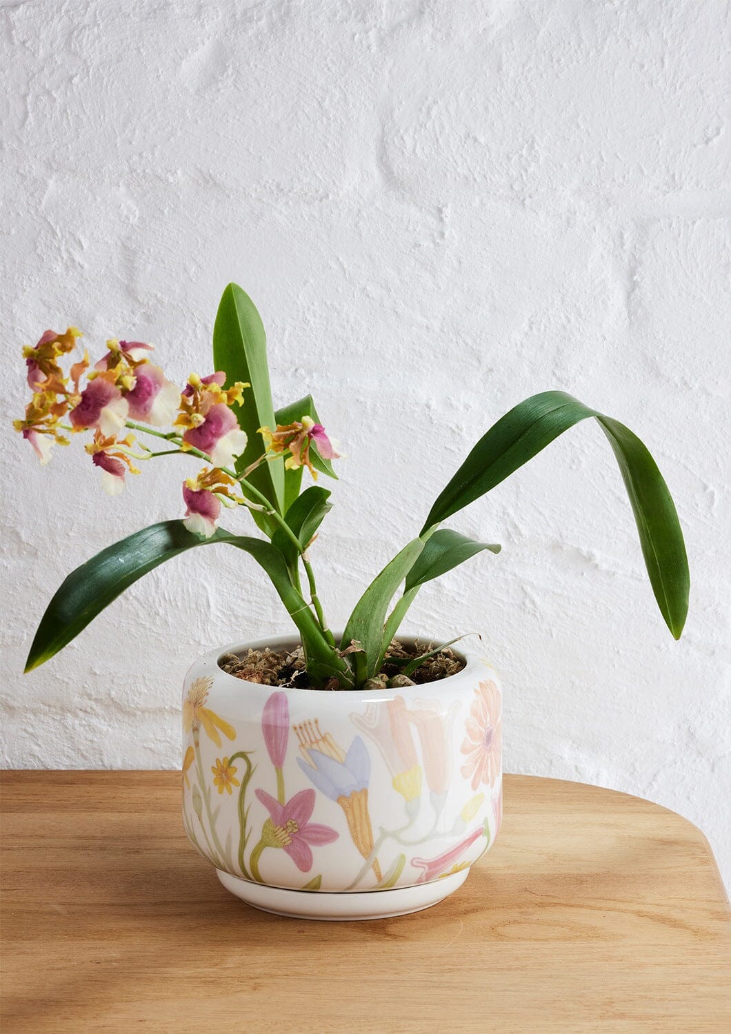 Decorative Succulent Pot - Angus and Celeste Pots angus and Celeste Flower Field 