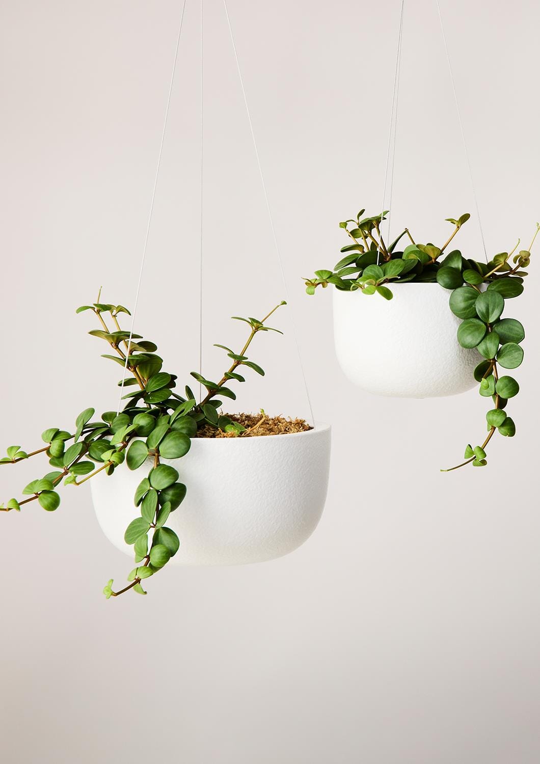 Glazed Earth Hanging Planter - Angus and Celeste Pots angus and Celeste Mid White Boucle 