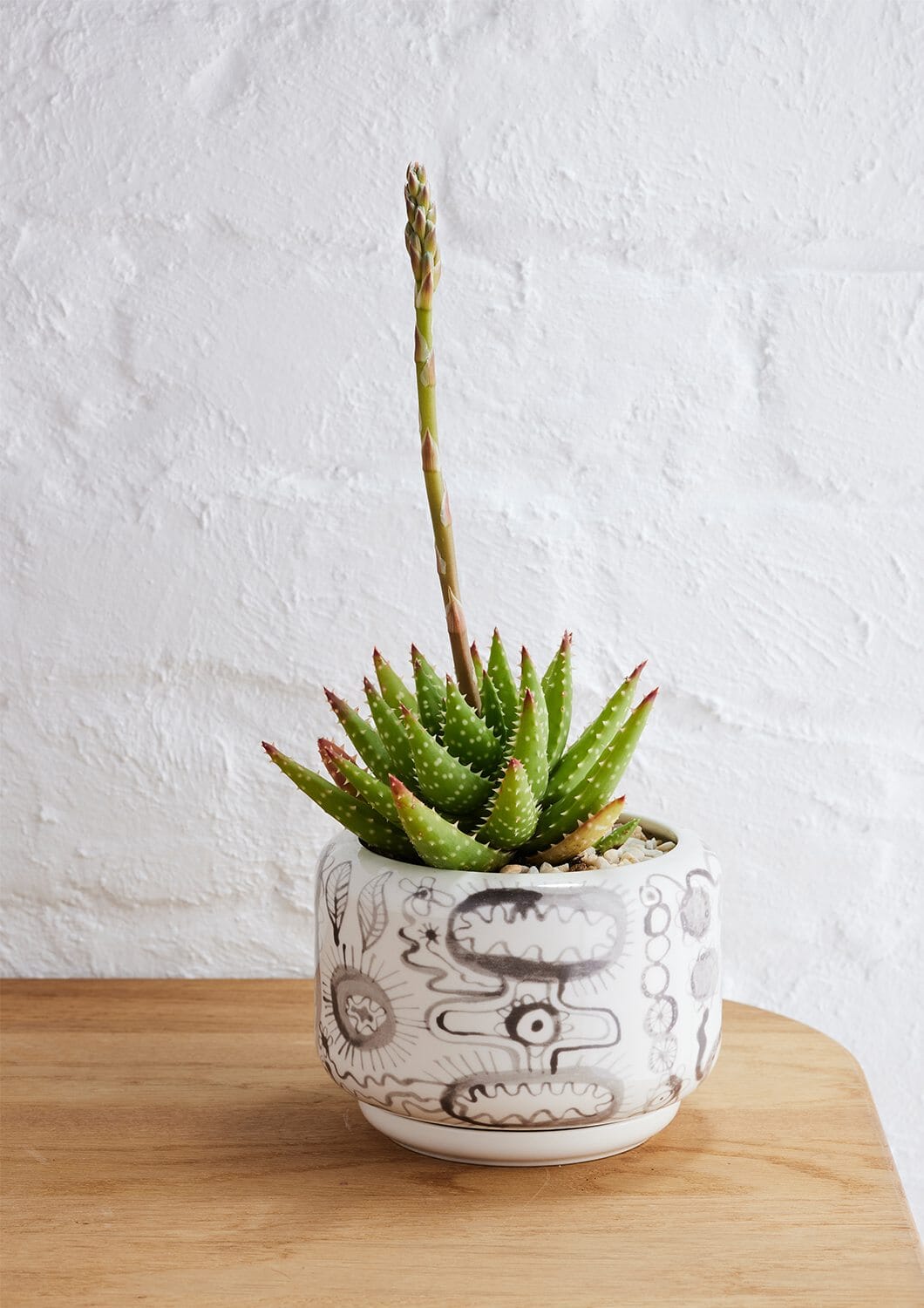 Decorative Succulent Pot - Angus and Celeste Pots angus and Celeste Grey Brushwork 