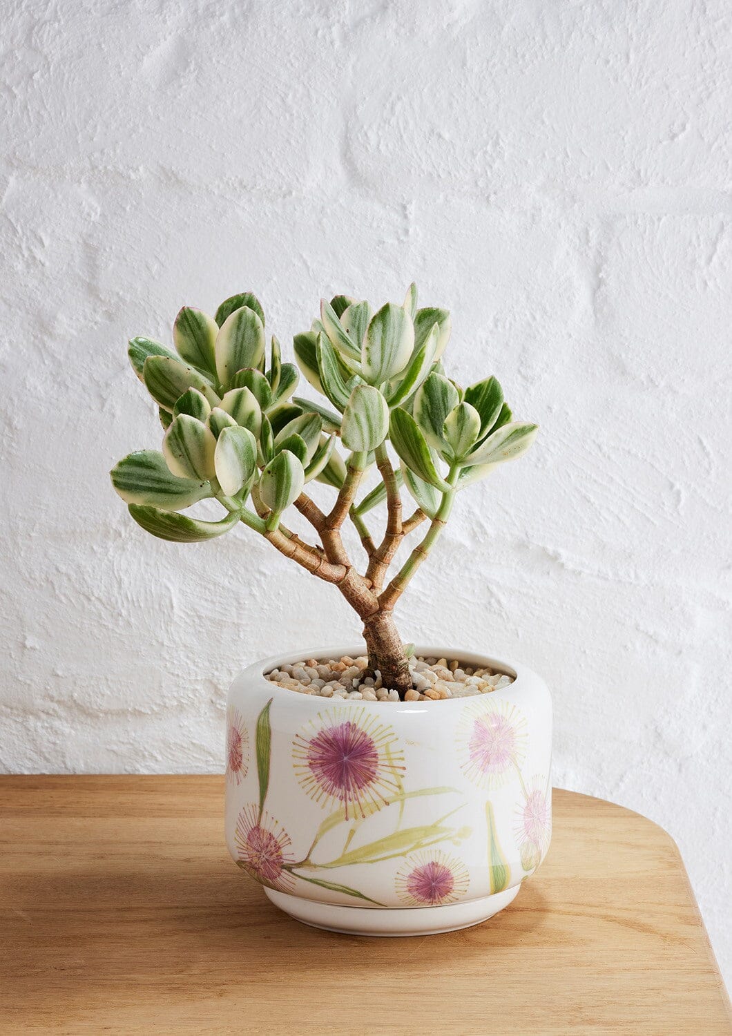 Decorative Succulent Pot - Angus and Celeste Pots angus and Celeste Hakea Blossom 