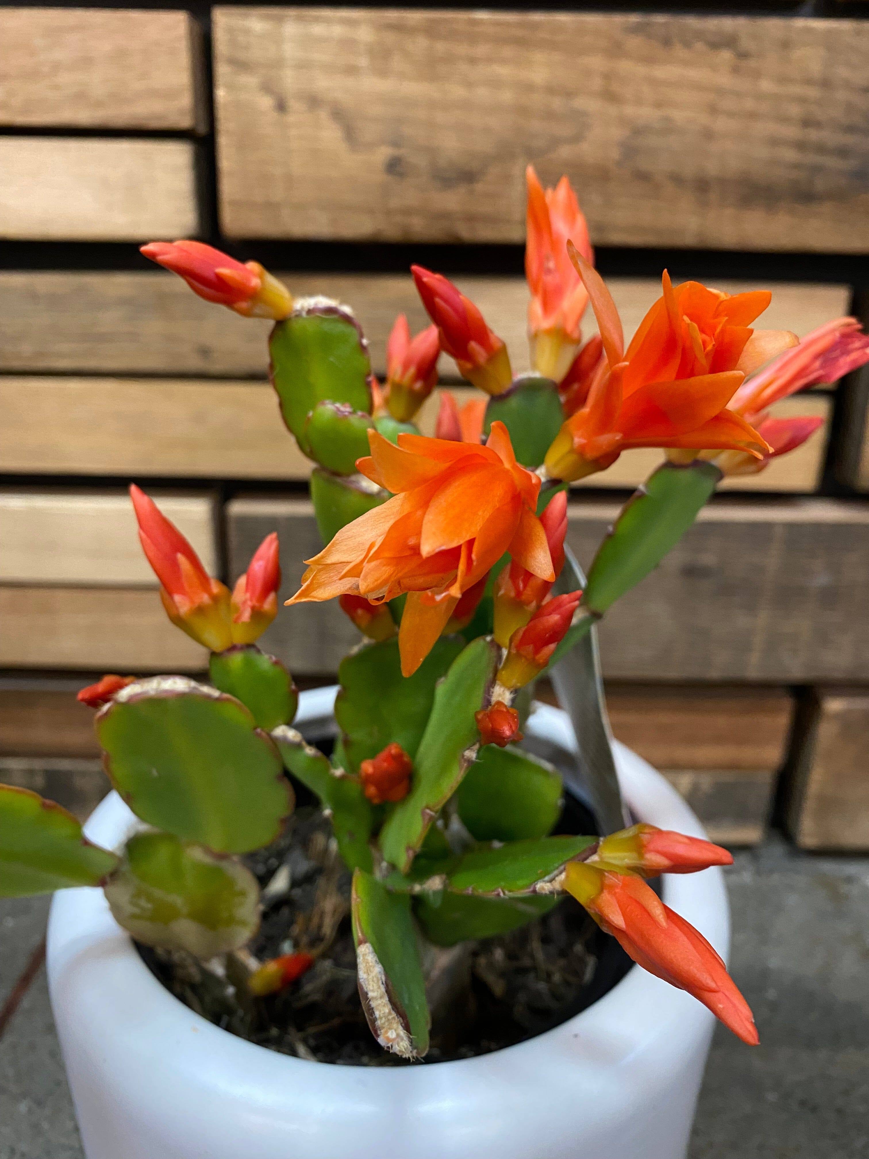 Christmas Cactus - Rhipsalidopsis Spirit plant Westland 