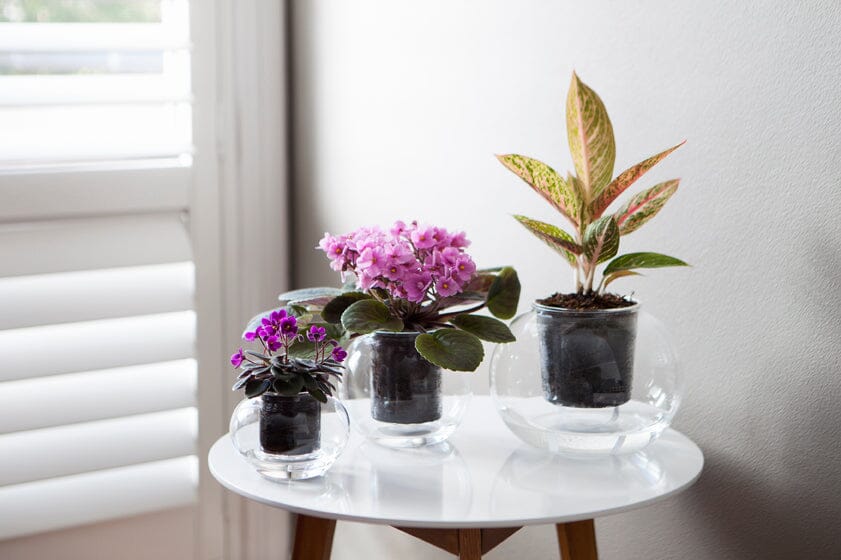 Self Watering Glass Pots - Cup O Flora Pots Cup O Flora 