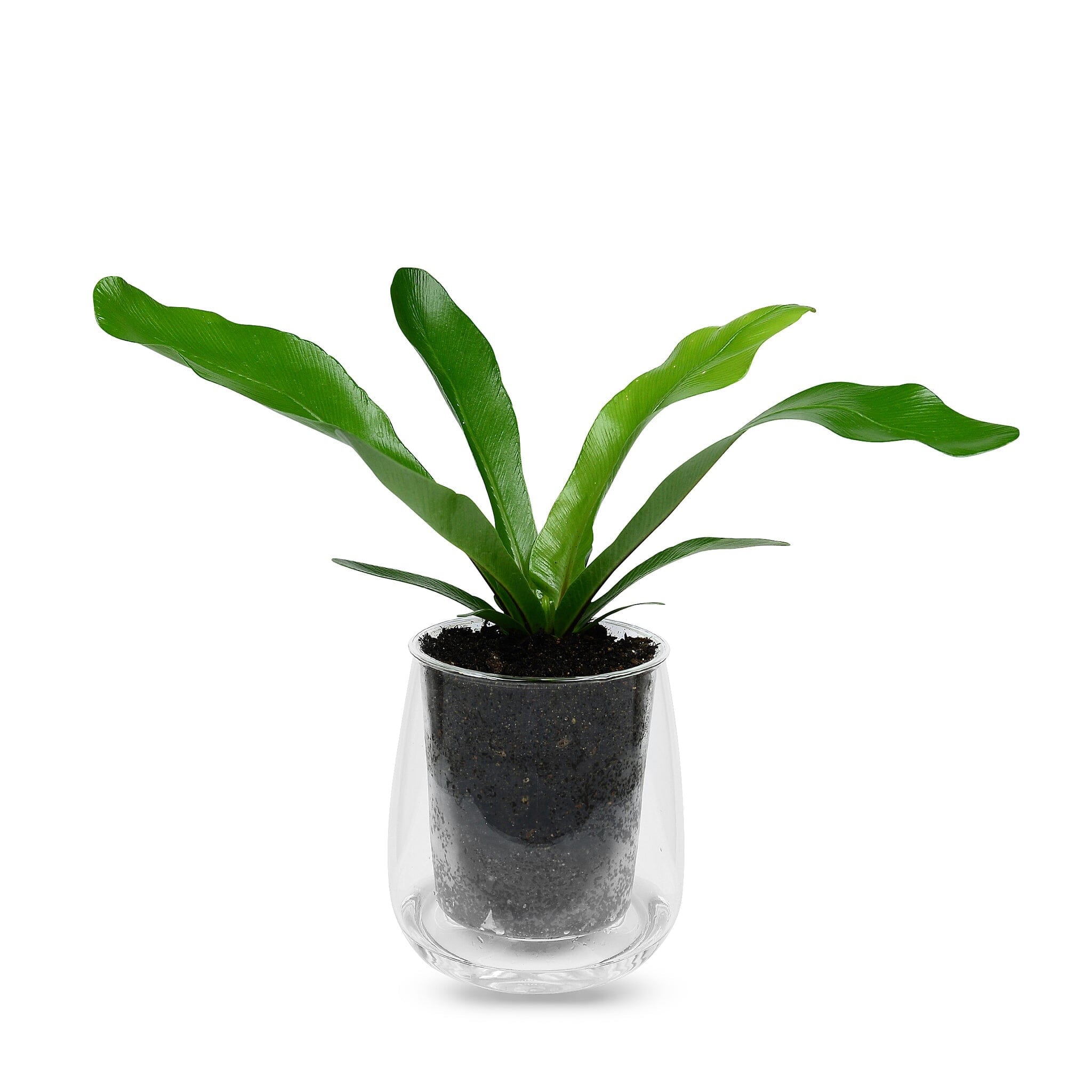 Self Watering Glass Pots - Cup O Flora Pots Cup O Flora Large 