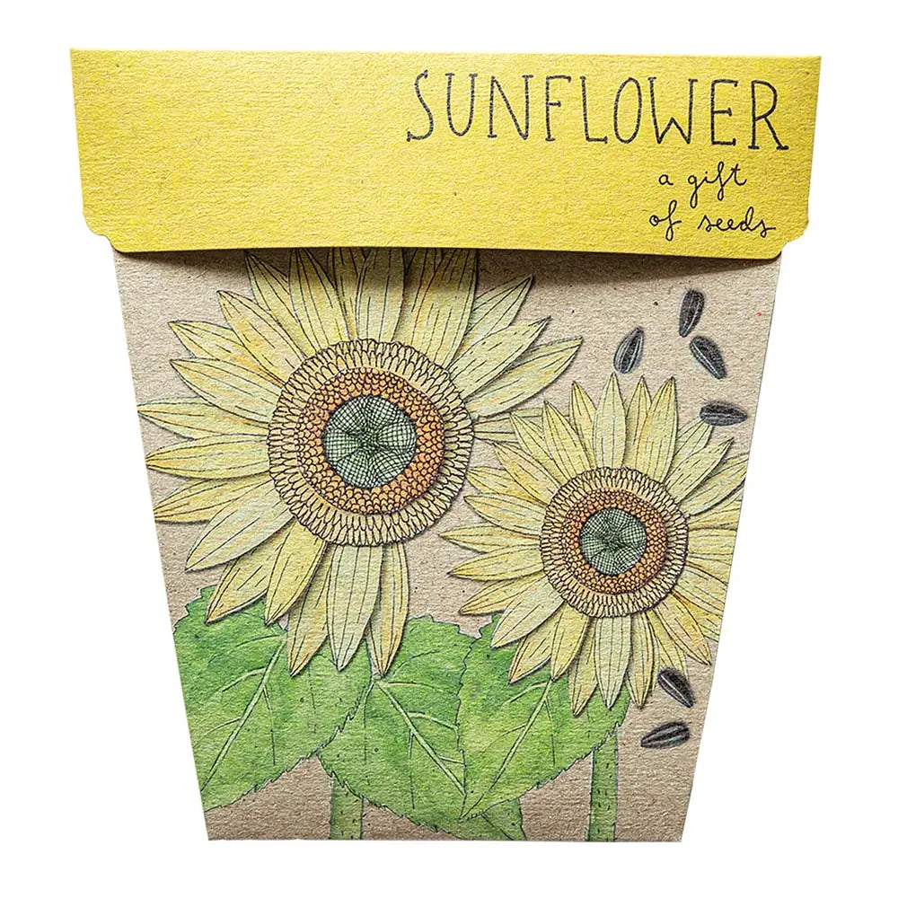 A Gift of Seeds Potted Houseplants Sow ‘n Sow Sunflower 