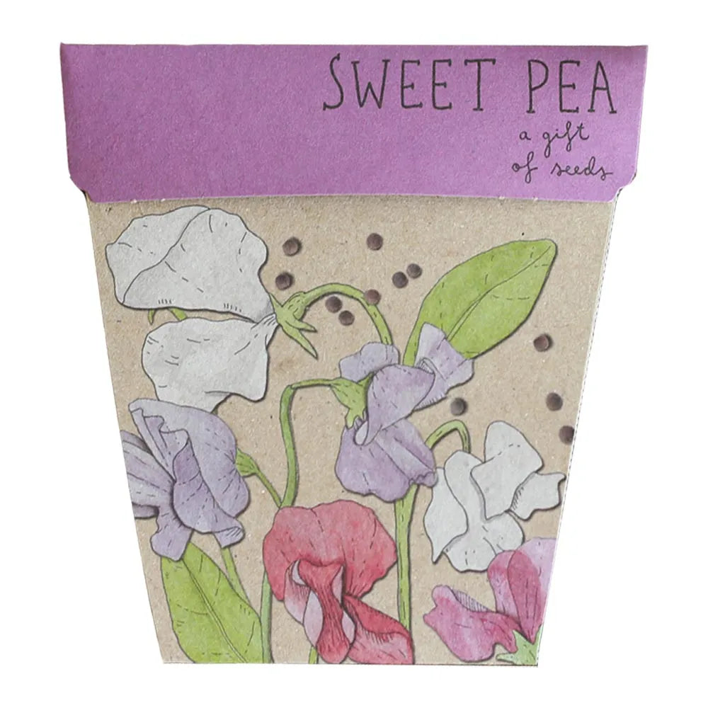 A Gift of Seeds Potted Houseplants Sow ‘n Sow Sweet Pea 