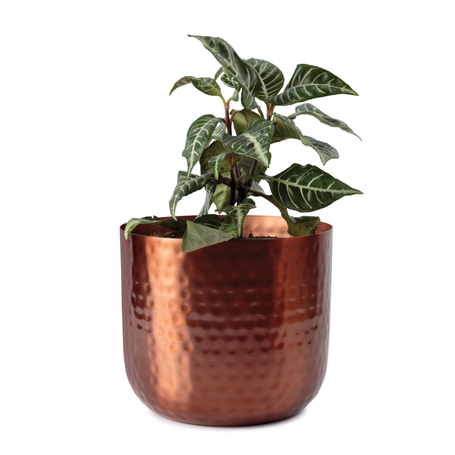 Metal Indoor Pots Pots & Planters Waratah Utter Rose Gold Large 22cm 
