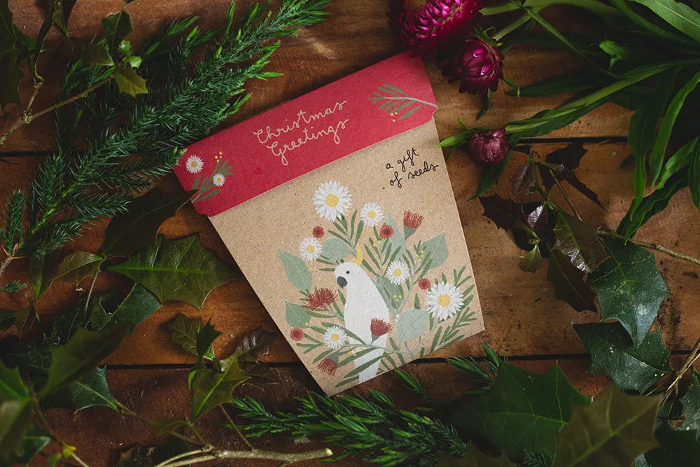 A Gift of Seeds Christmas Cards - Sow 'n Sow Potted Houseplants Sow ‘n Sow Christmas Greetings (Everlasting Daisy seeds) 