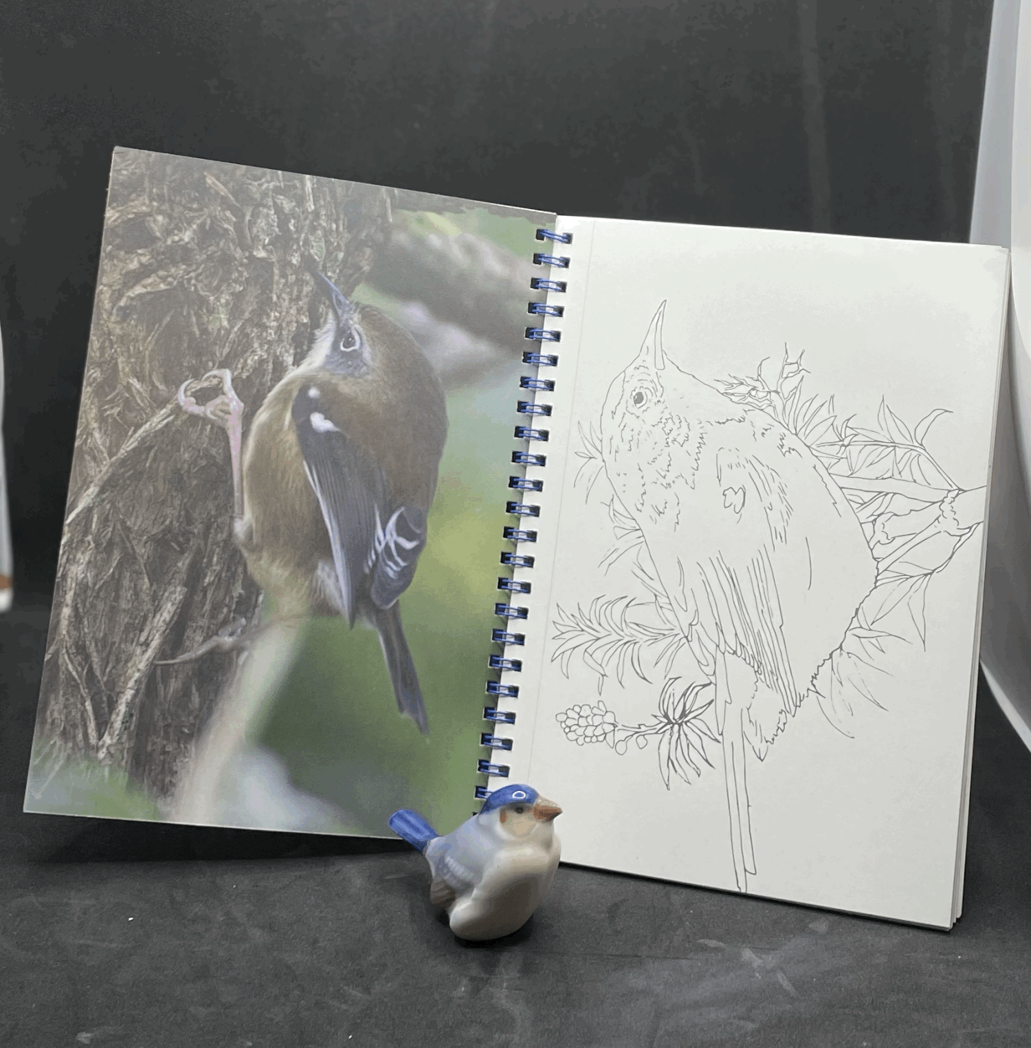 The Twelve Birds of Bruny Island Colouring Book book Forty South Publishing 