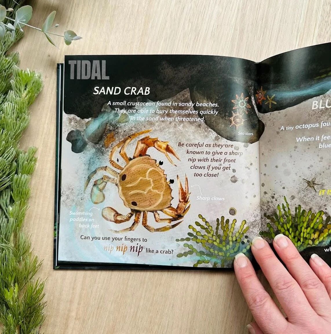 Wild about Tasmania Picture Book by Monica Reeves Book Monica Reeve 
