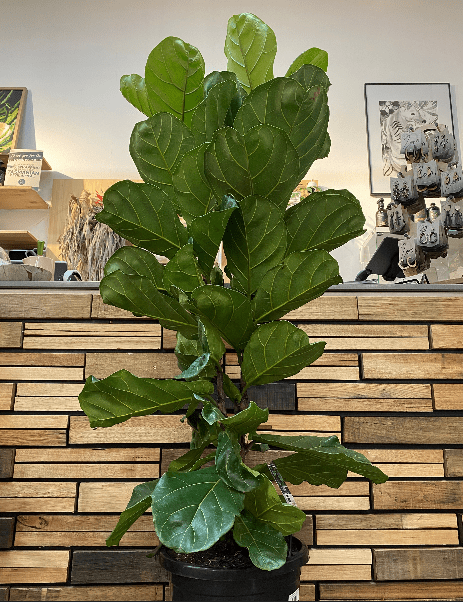 Fiddle Leaf Fig - Ficus Lyrata Bambino Plants Westland 250mm (Collect in-store Only) 