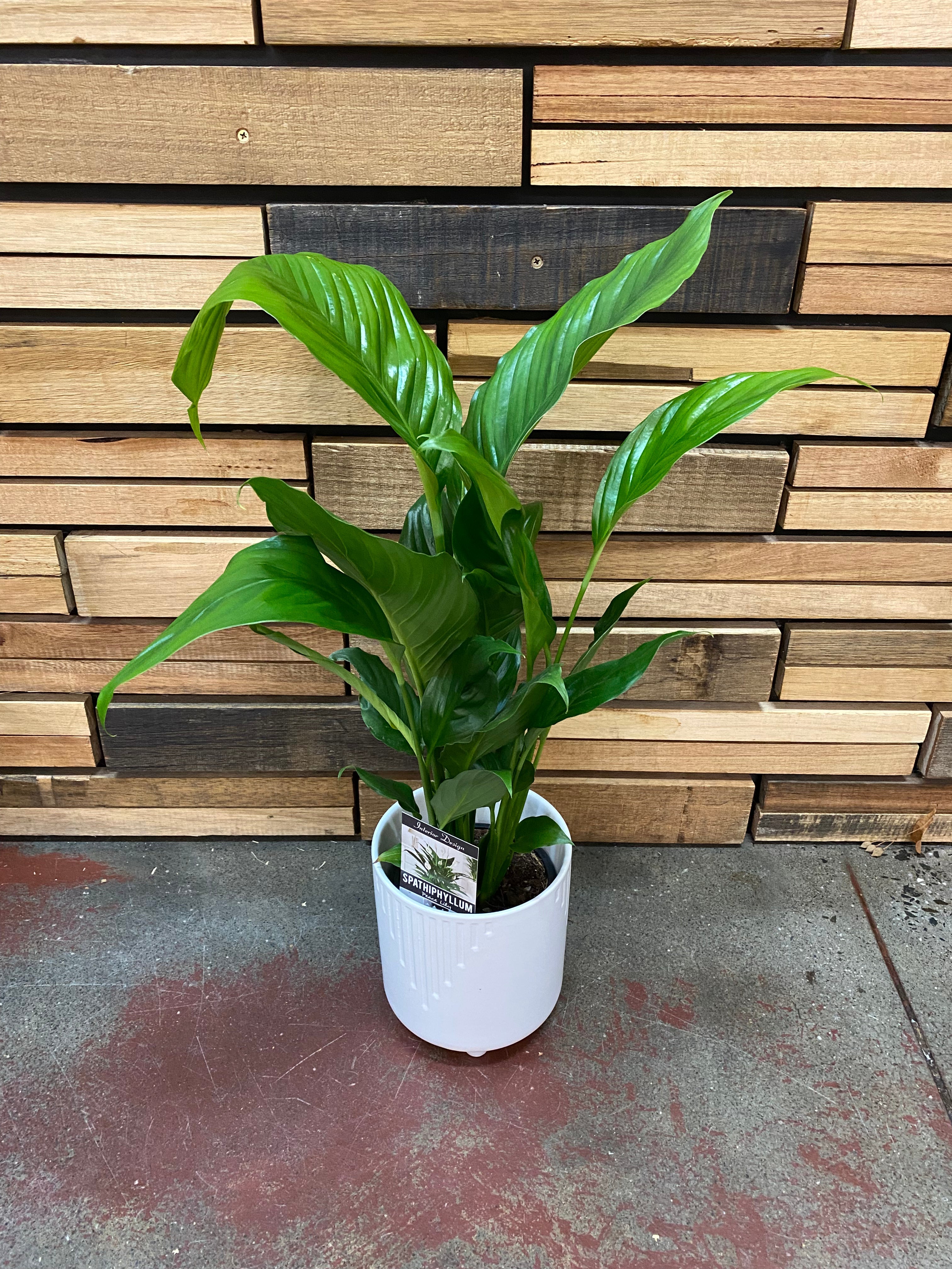 Peace Lilies (Spathiphyllum) All Kinds Plants Westland Sweet Sabastiano 130mm 