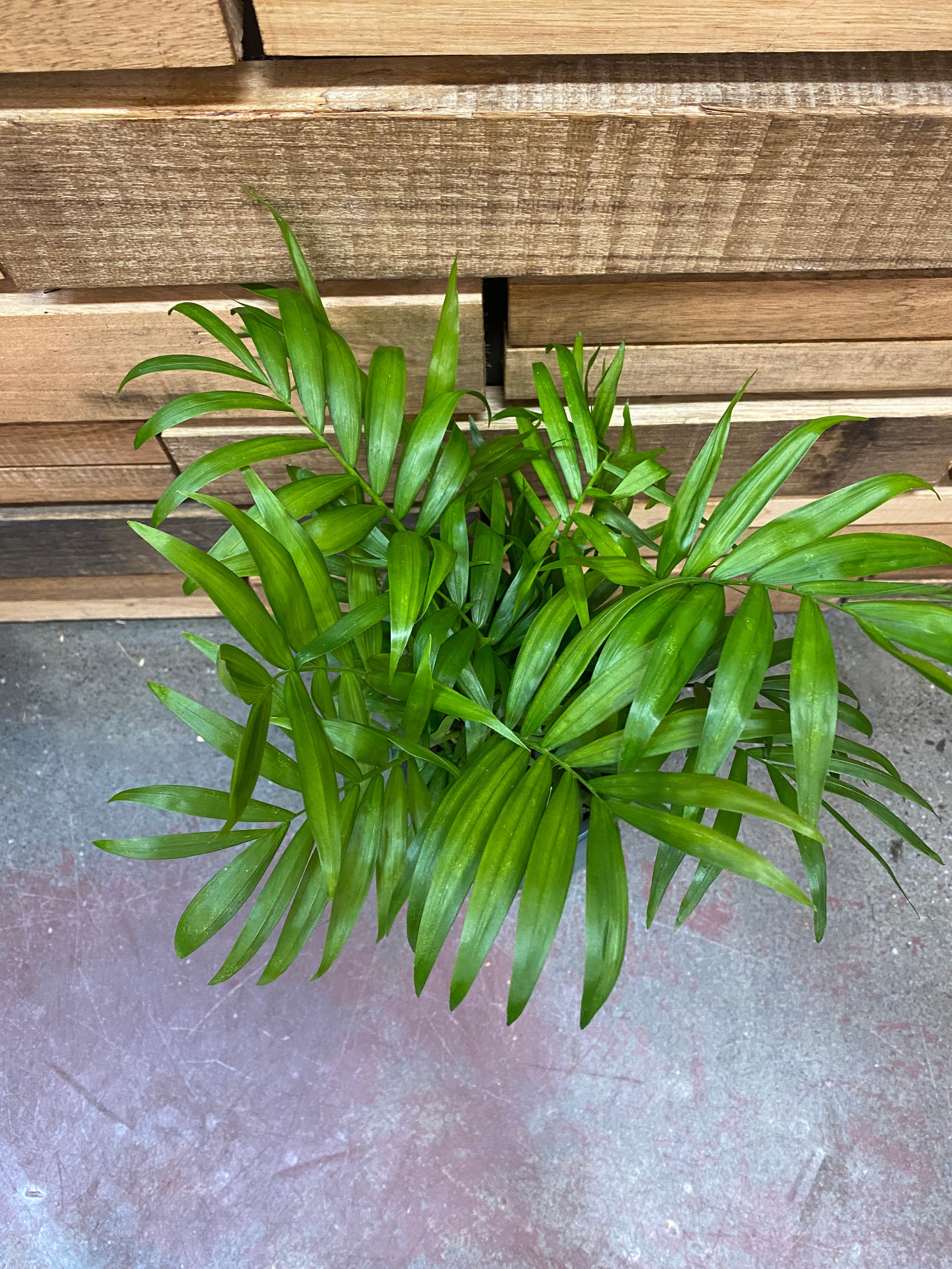 Parlor Palm - (Chamaedorea Elegans) Plants westlands 