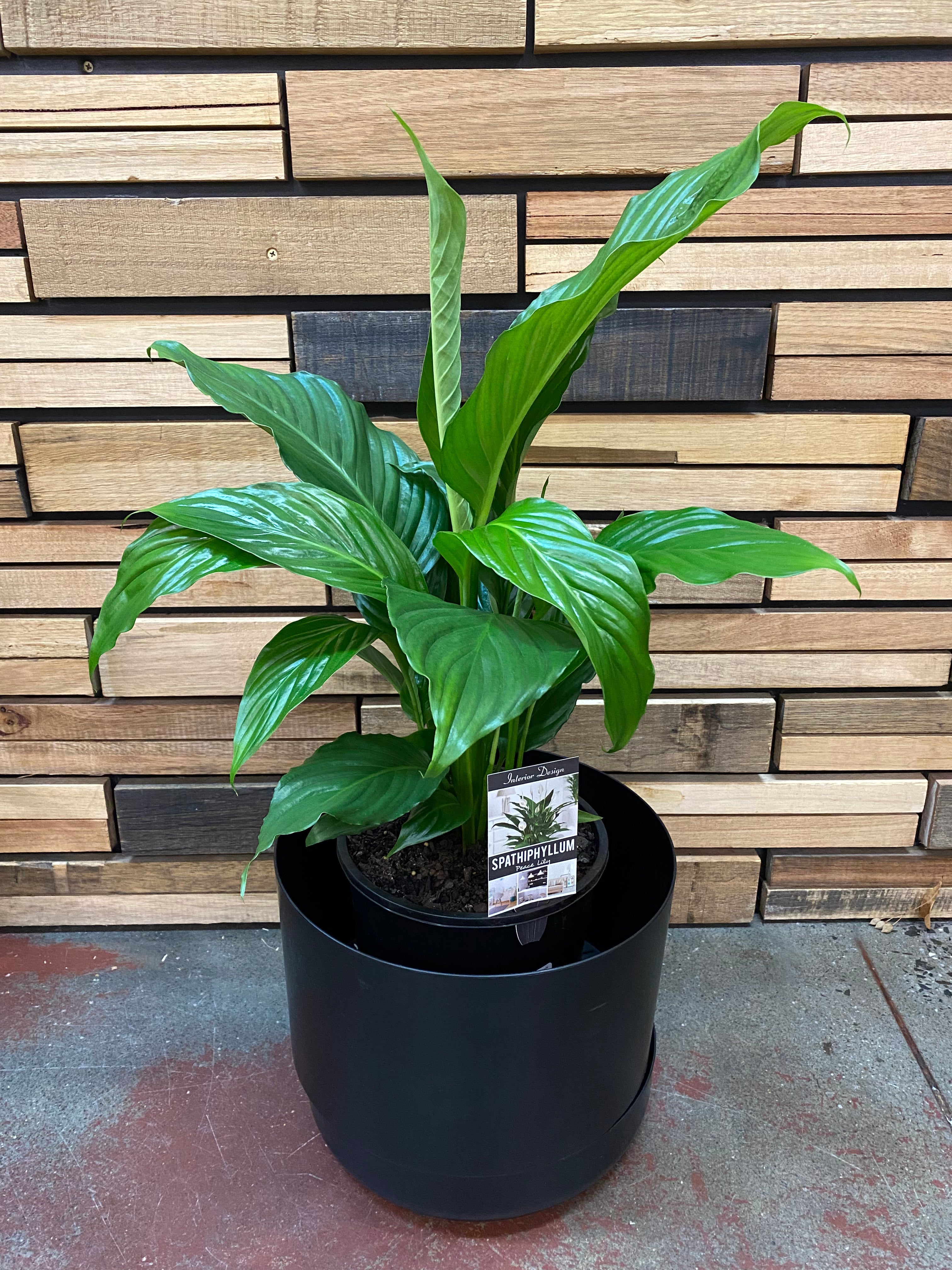 Peace Lilies (Spathiphyllum) All Kinds Plants Westland Sweet Pablo 200mm 