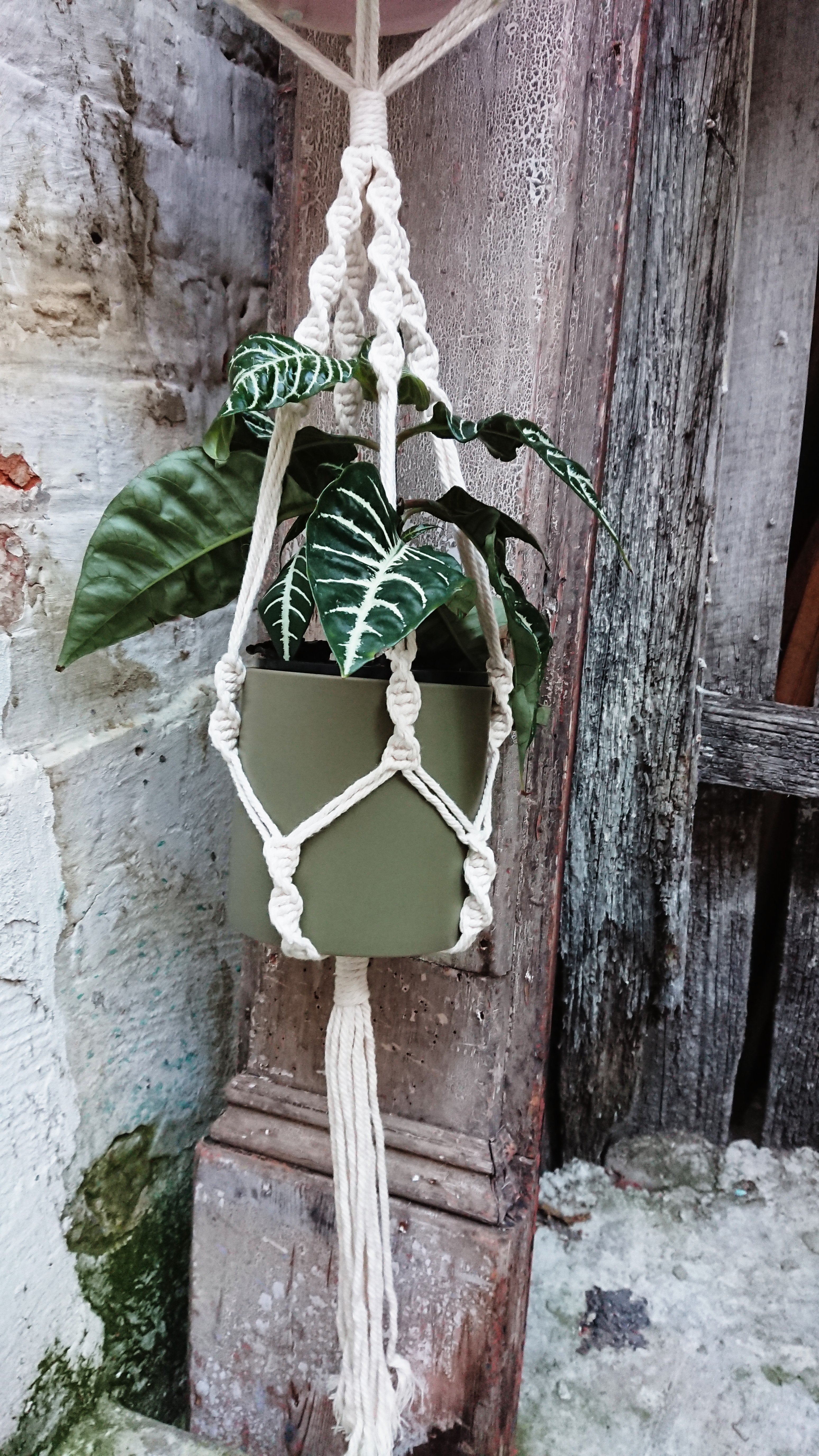 Macrame Plant Hanger Plants The Spotted Quoll Single Hanger Cotton 