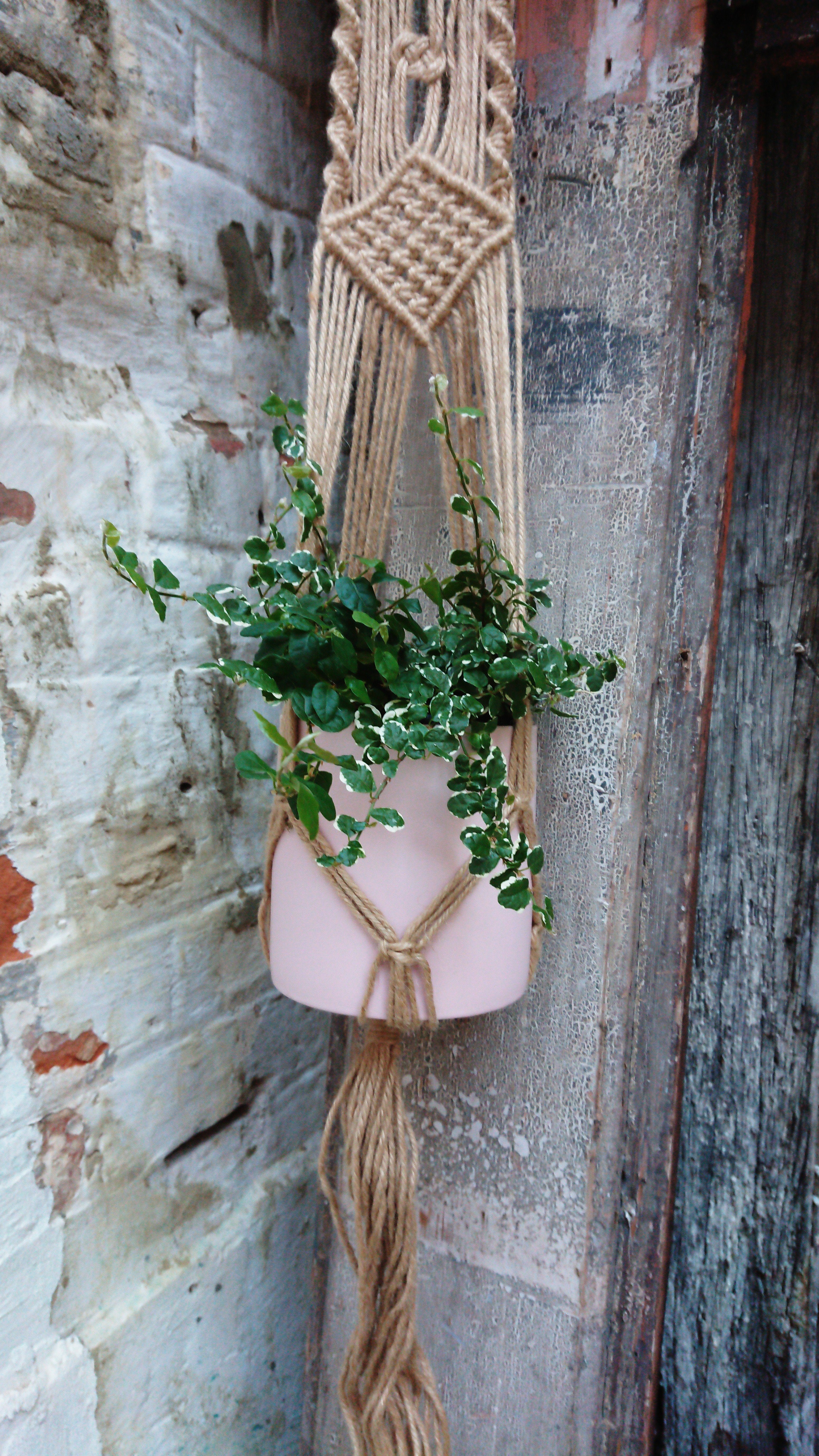 Macrame Plant Hanger Plants The Spotted Quoll 