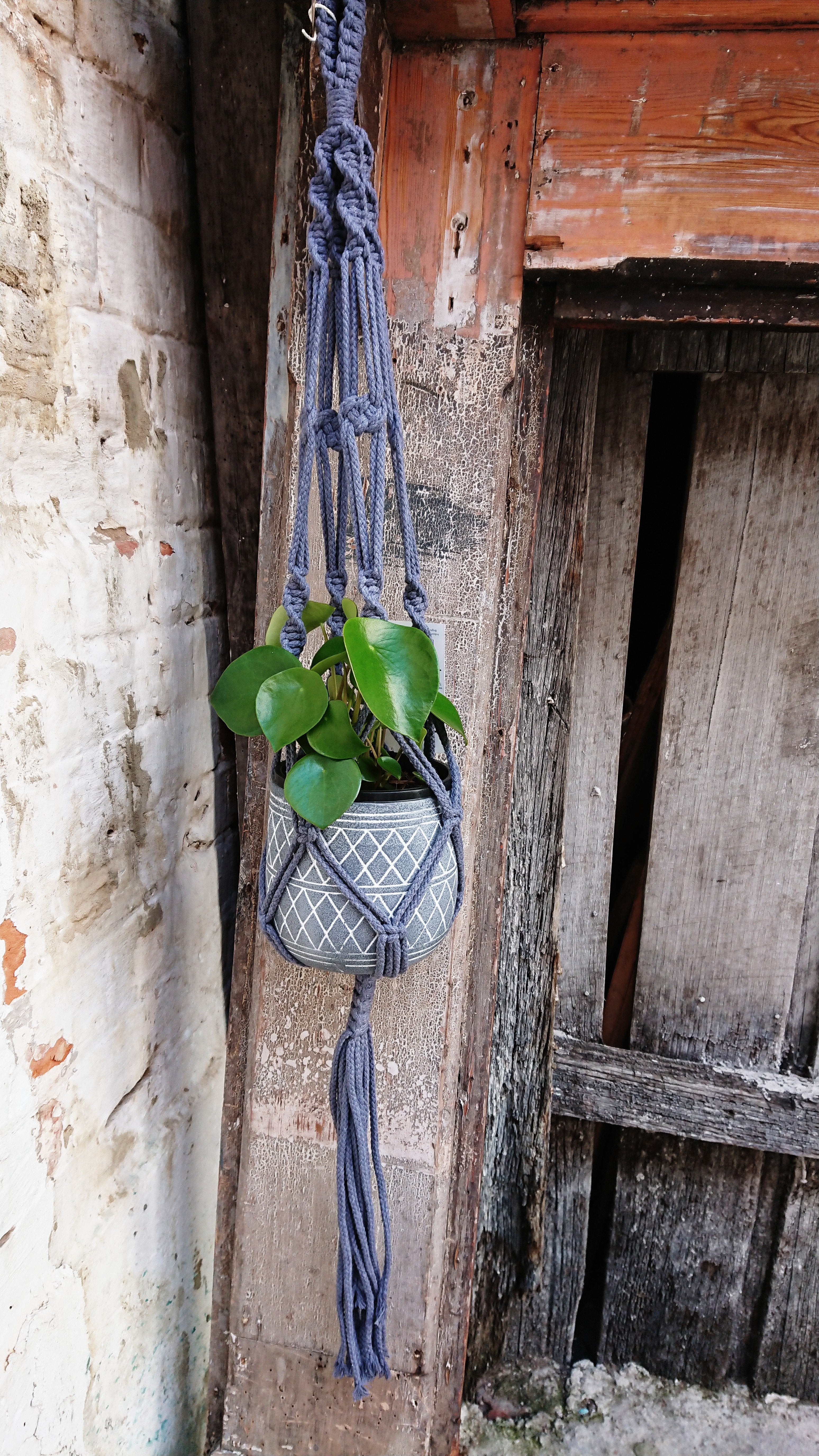 Macrame Plant Hanger Plants The Spotted Quoll 
