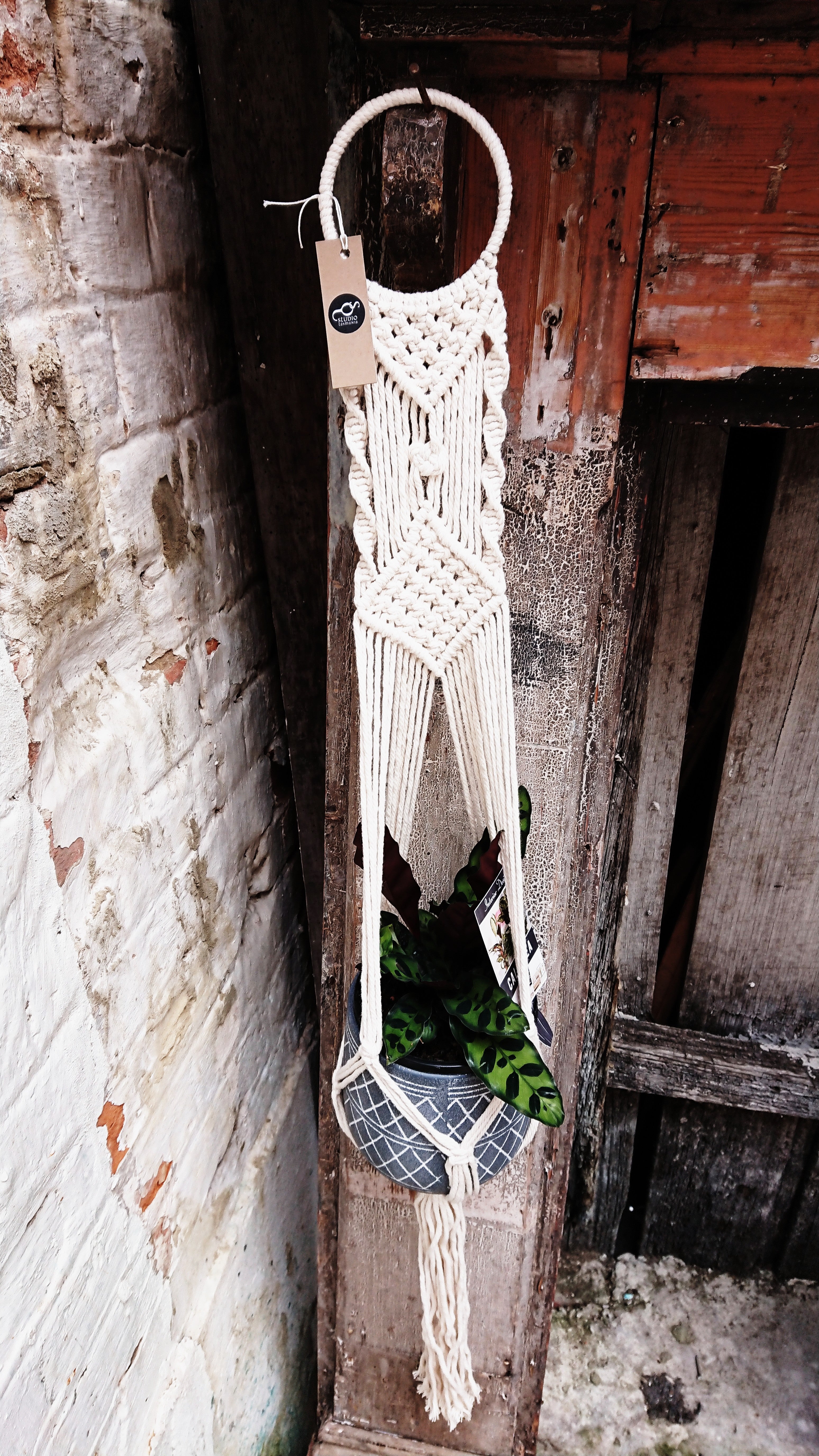 Macrame Plant Hanger Plants The Spotted Quoll Detailed Single Hanger Cotton 