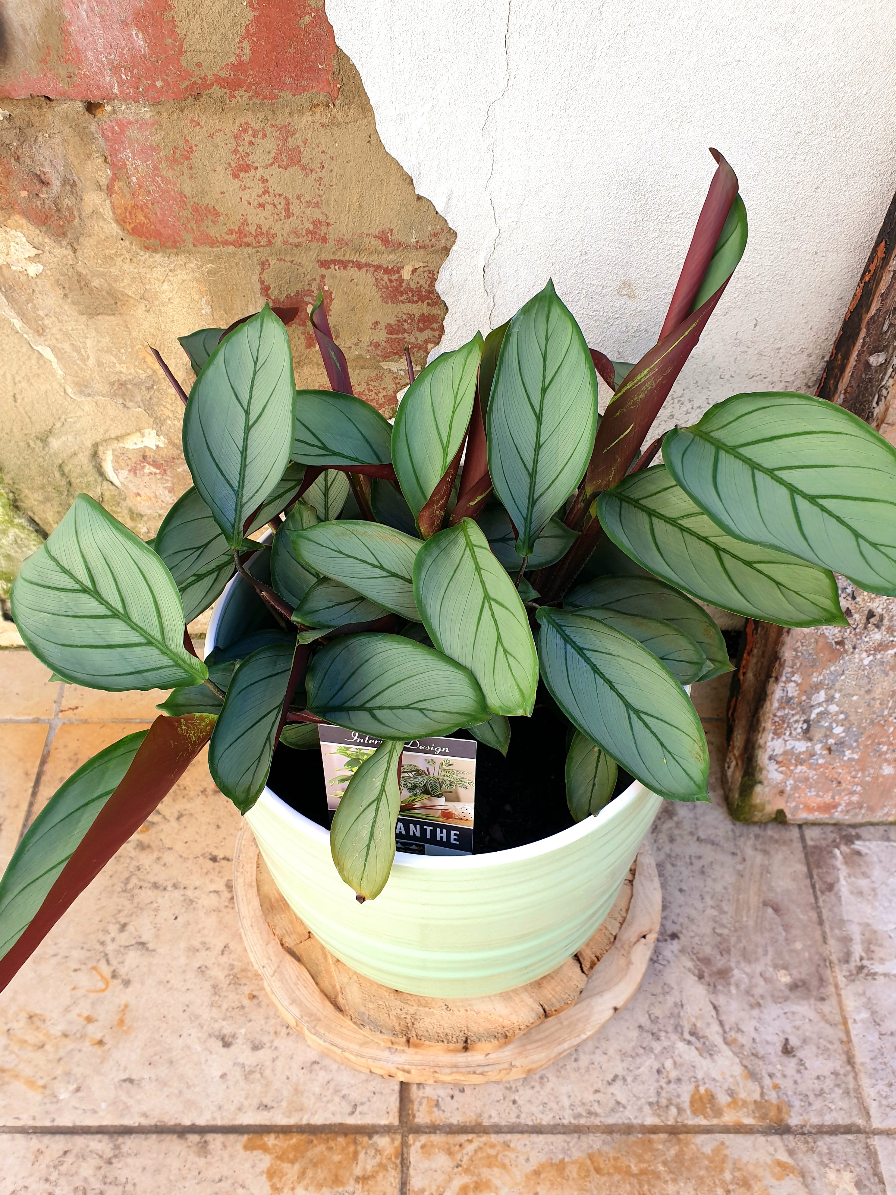 Ctenanthe - Grey Star plant Westland 200mm (Pick up Only) 