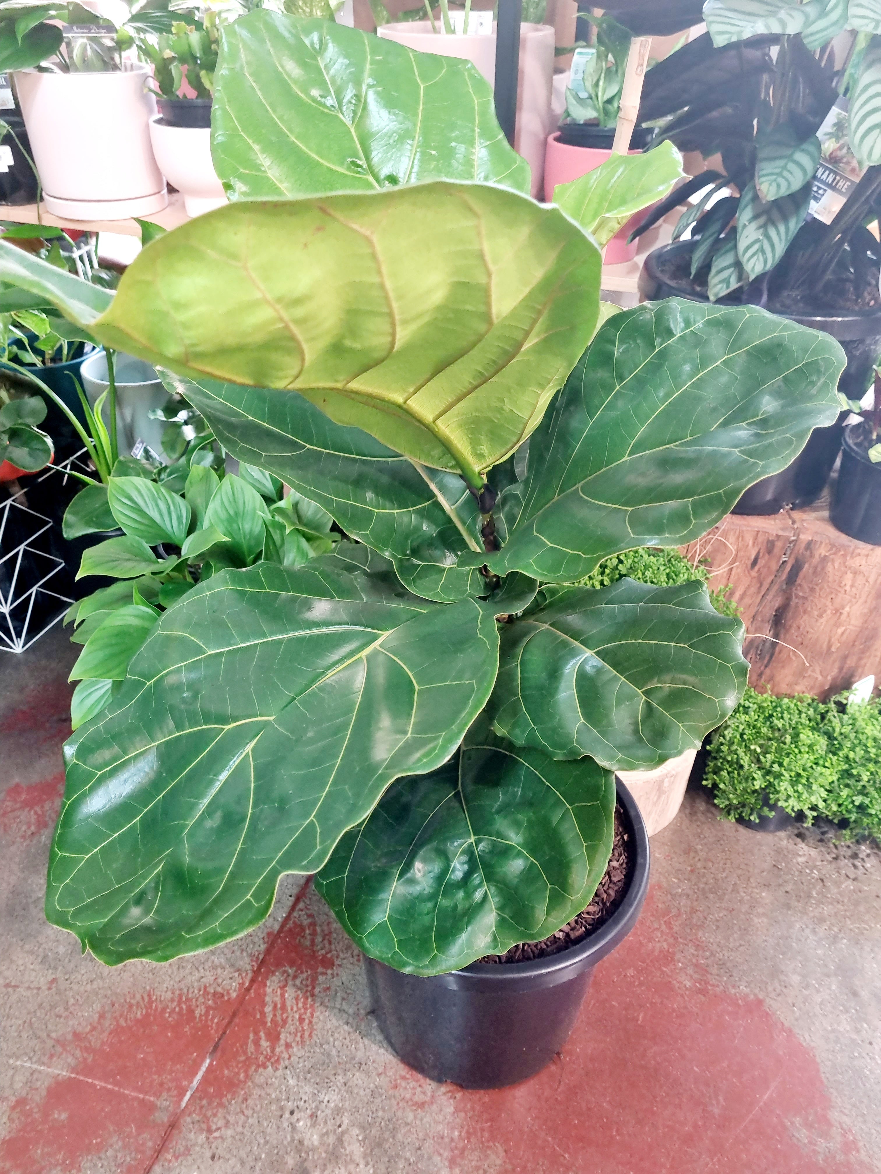 Fiddle Leaf Fig - Ficus Lyrata Plants Westland 300mm 150cm tall (Pick up in store only) 