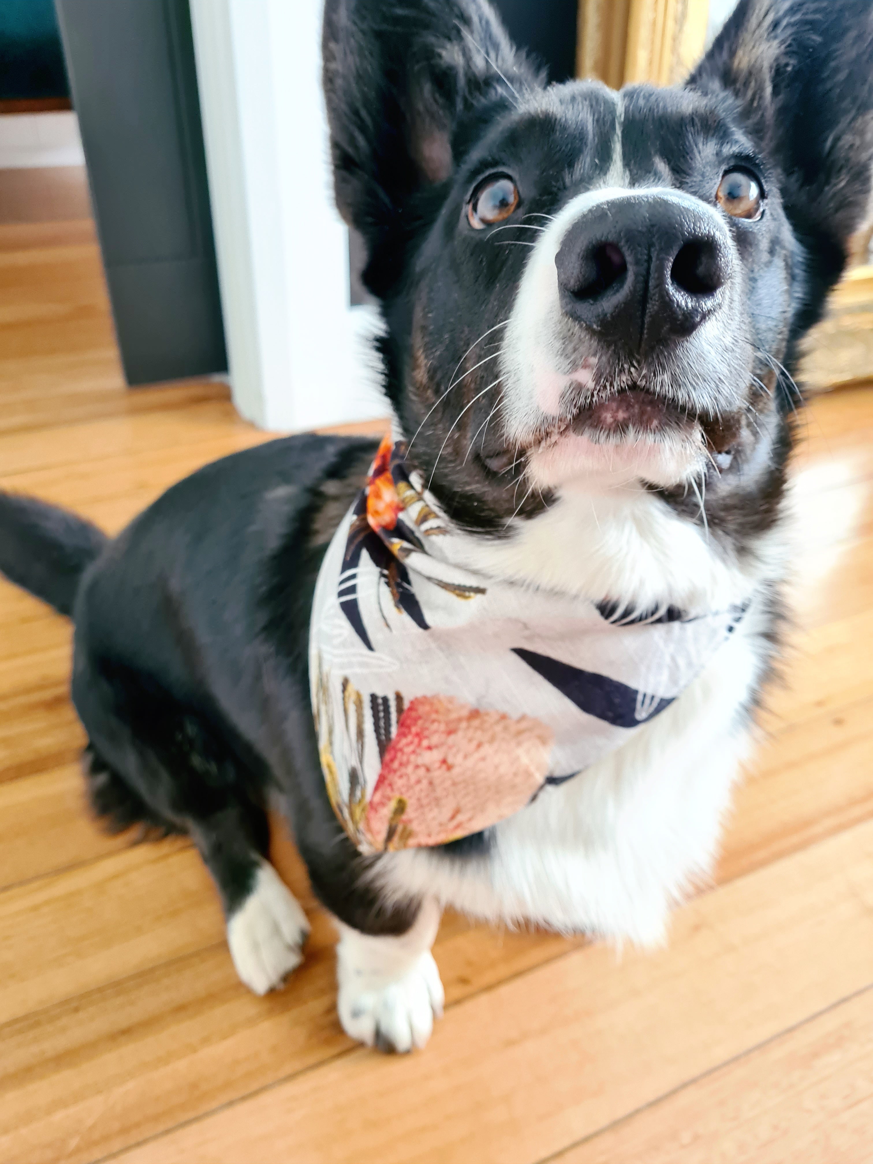 Re-imagined Pet Bandana Pet Door Accessories The Spotted Quoll 
