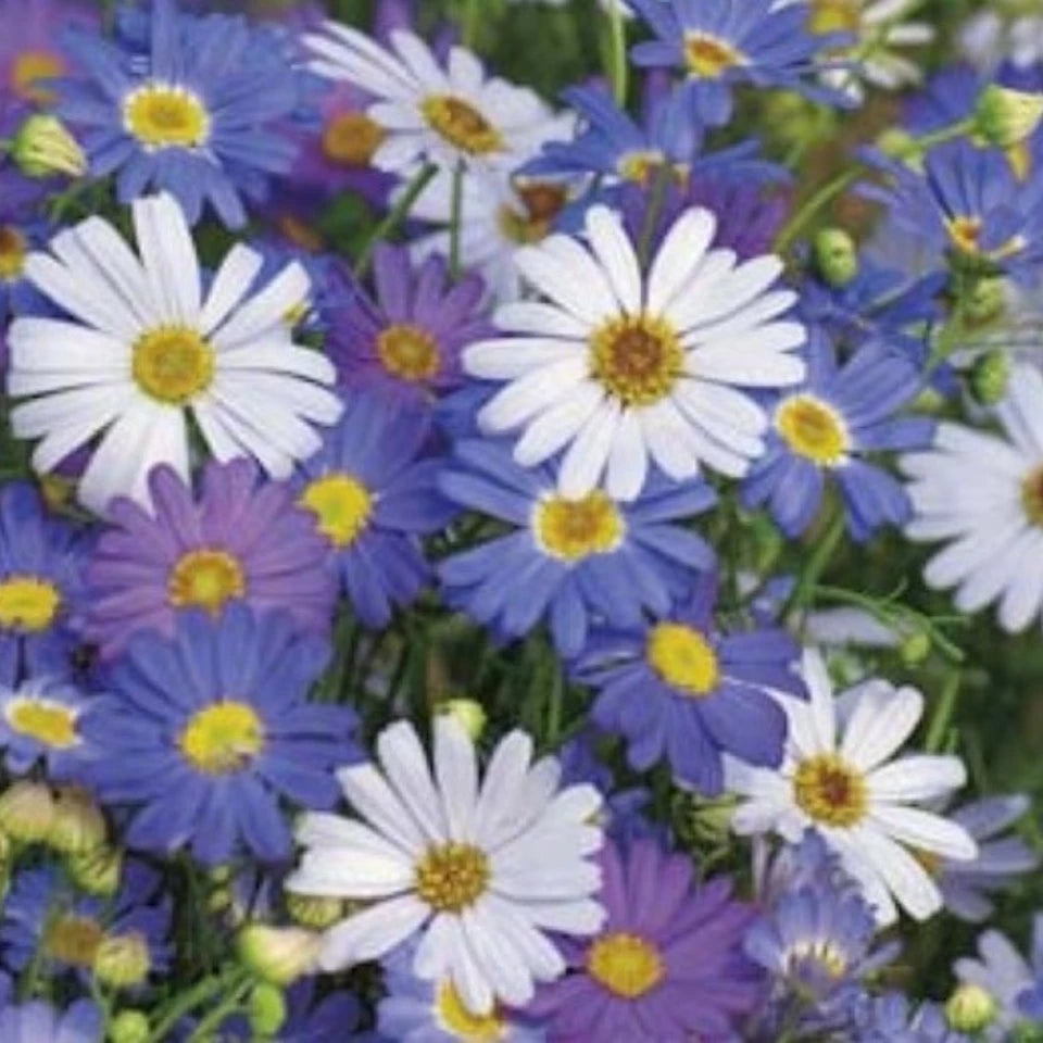 Aussie Seed Bombs Plants The Spotted Quoll Swan River Daisy 