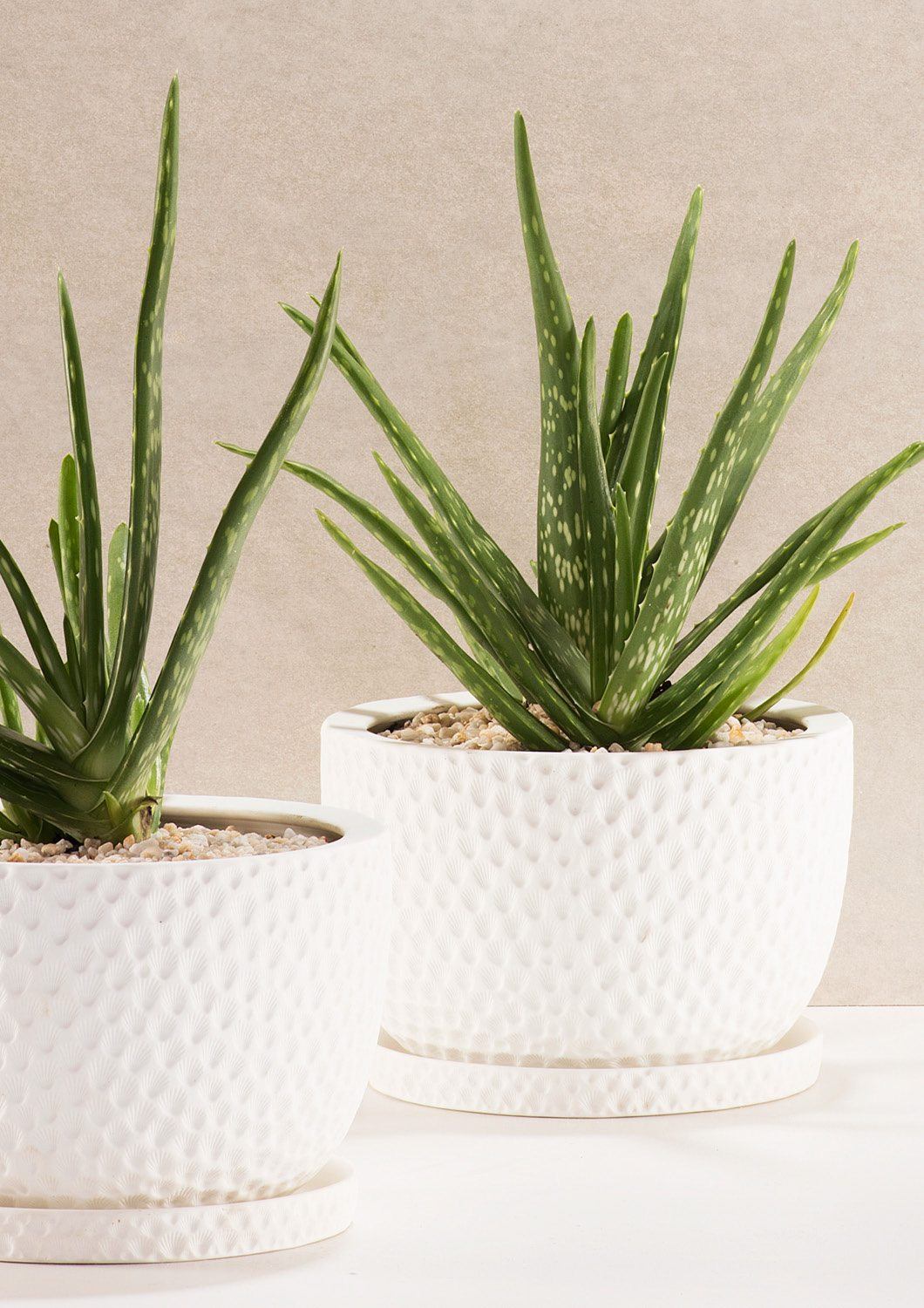 Embossed Plant Pot - Angus and Celeste Pots angus and Celeste 