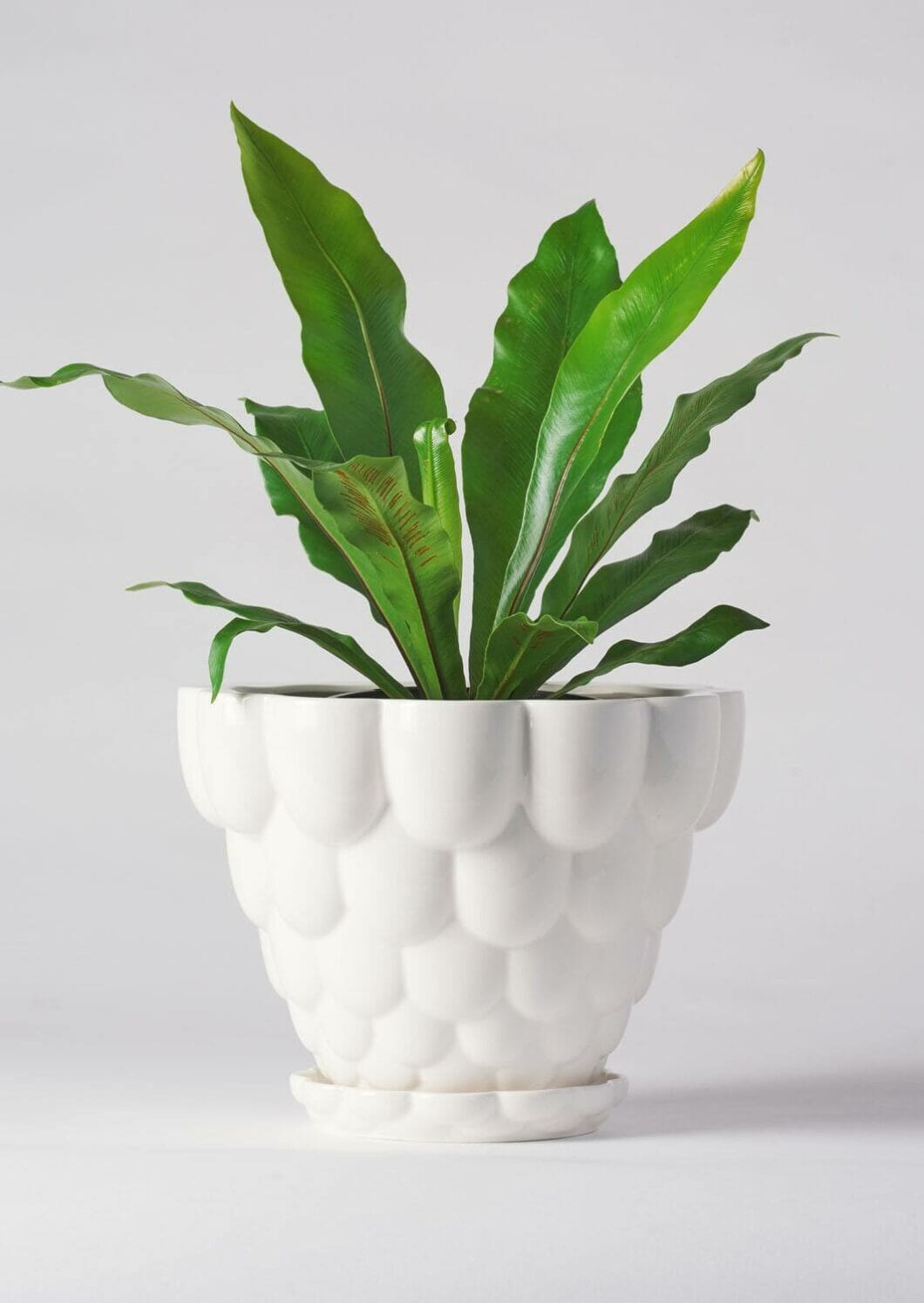 Jelly Plant Pot - Angus and Celeste Pots angus and Celeste 