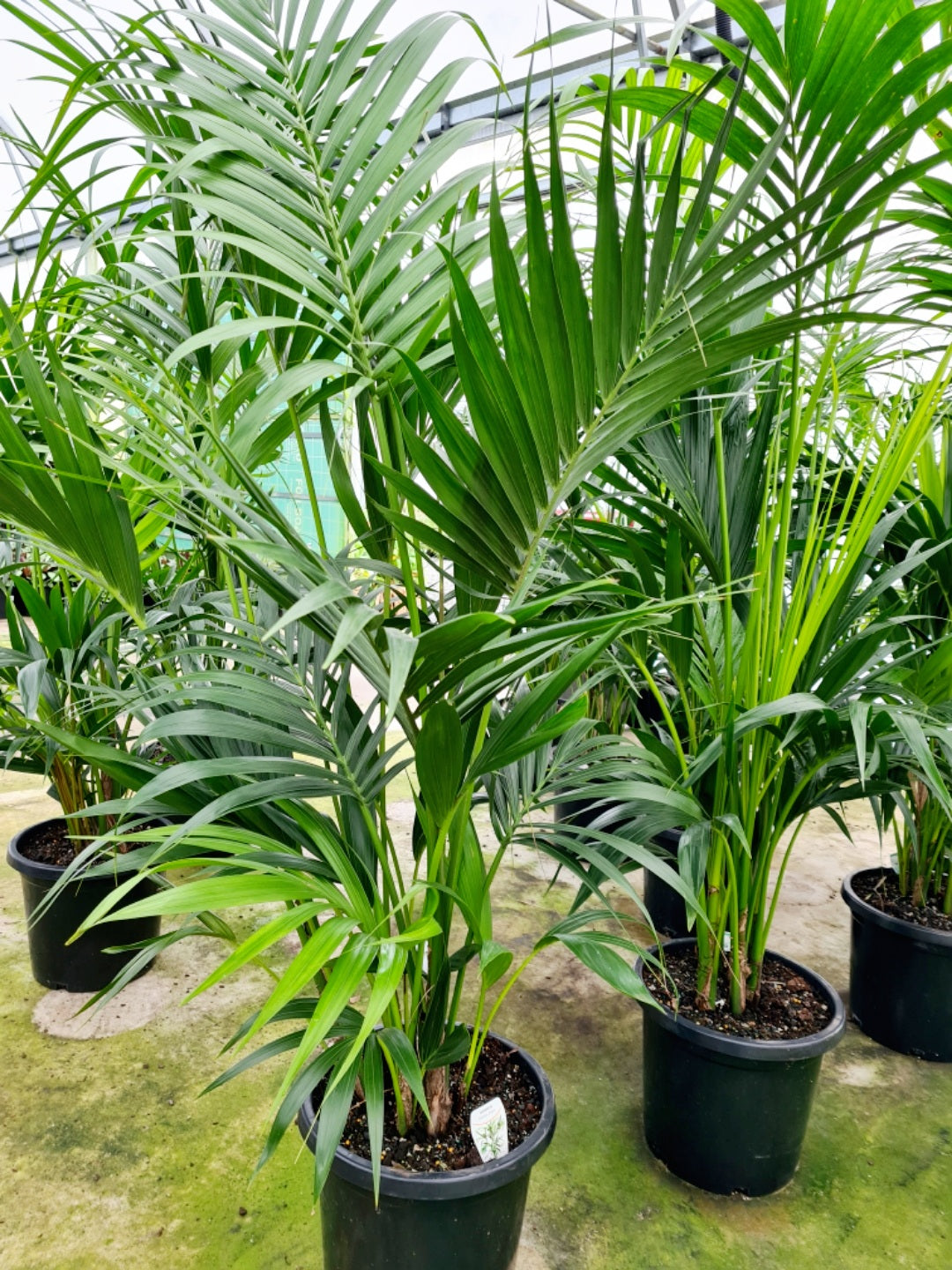 Kentia Palm - (Howea forsteriana) Indoor & Outdoor Plants westlands 300mm 