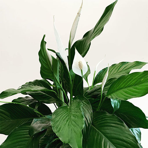 Peace Lilies (Spathiphyllum) All Kinds Plants Westland Stephanie 300mm (Pick up only) 