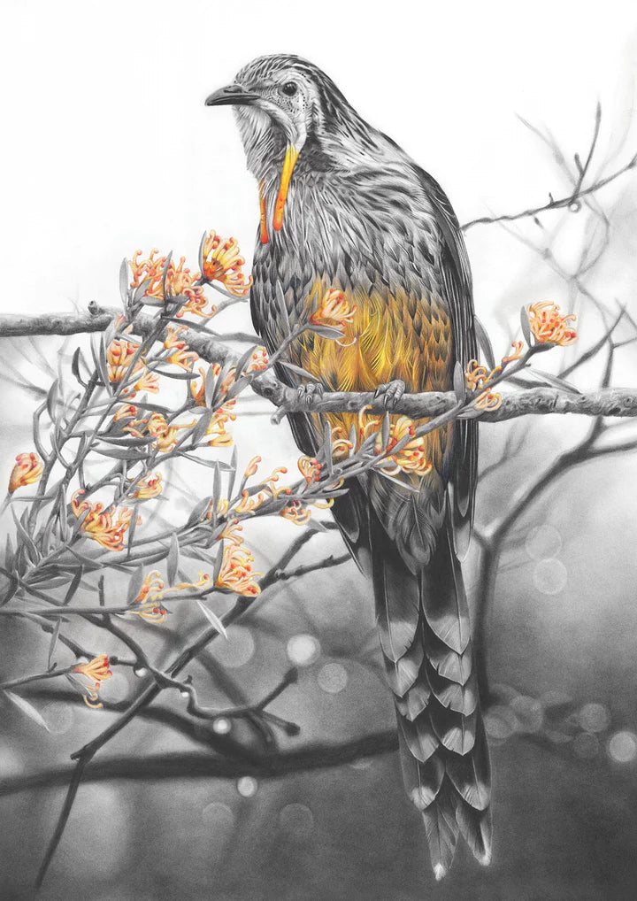 'Yellow Wattlebird' Art Print - Fiona Francois Art Print Fiona Francois A4 