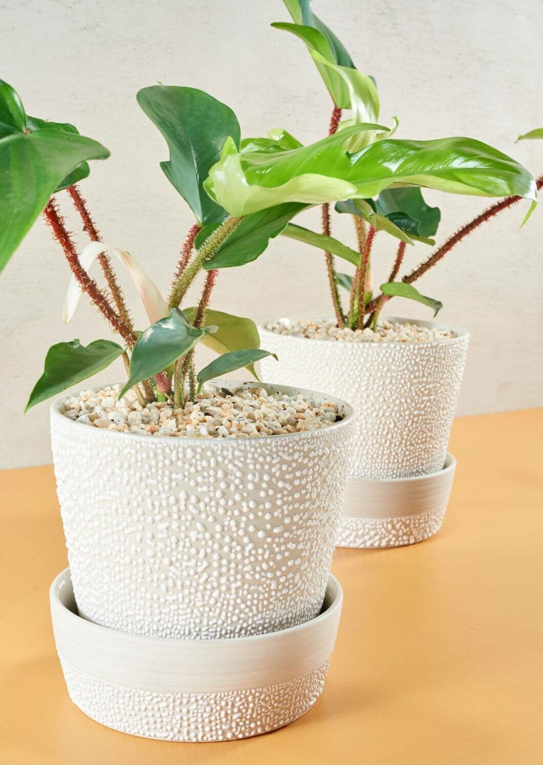 White Water Bead Plant Pot - Angus and Celeste Pots Angus and Celeste 