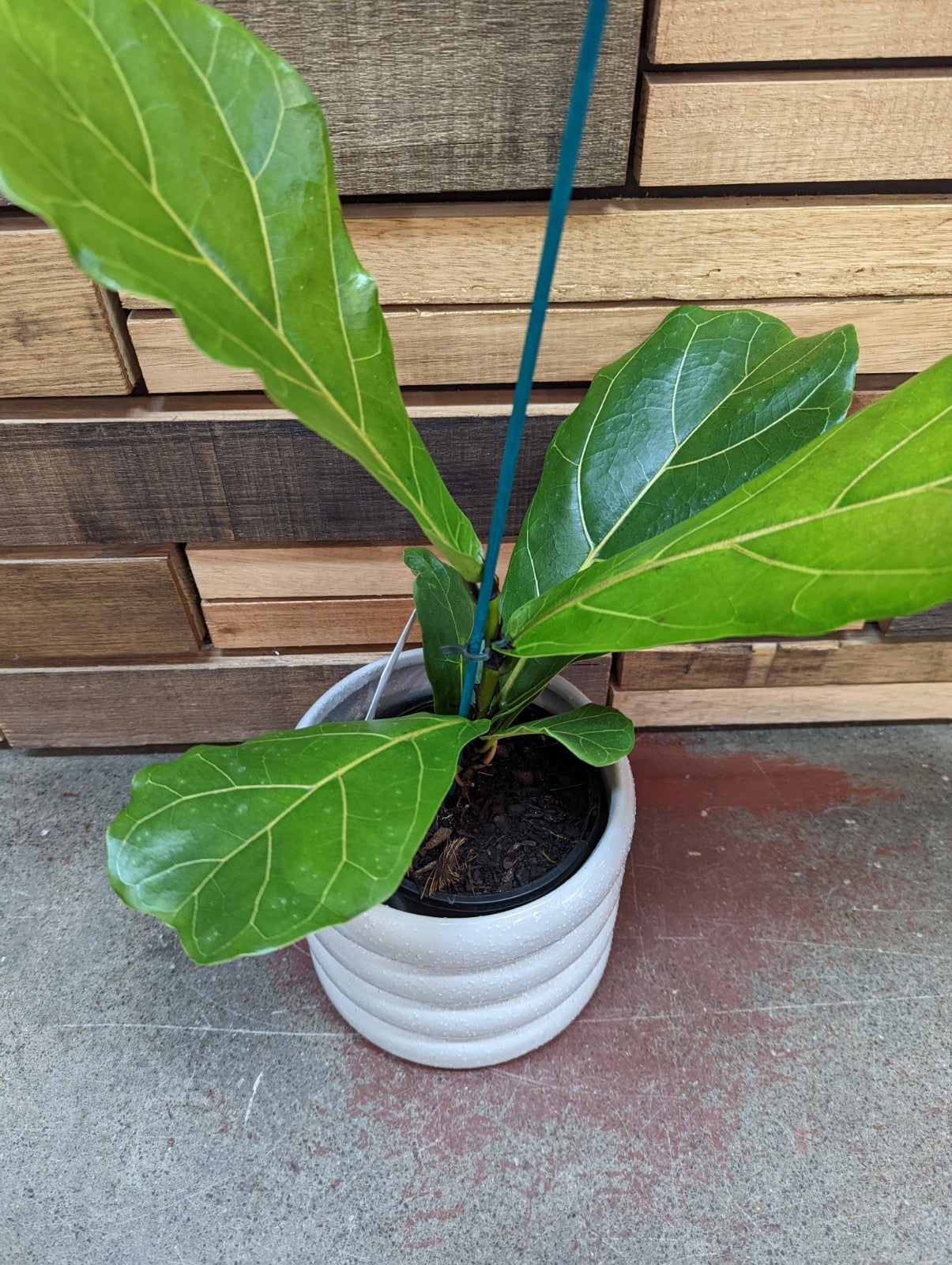 Fiddle Leaf Fig - Ficus Lyrata Plants Westland 130mm 