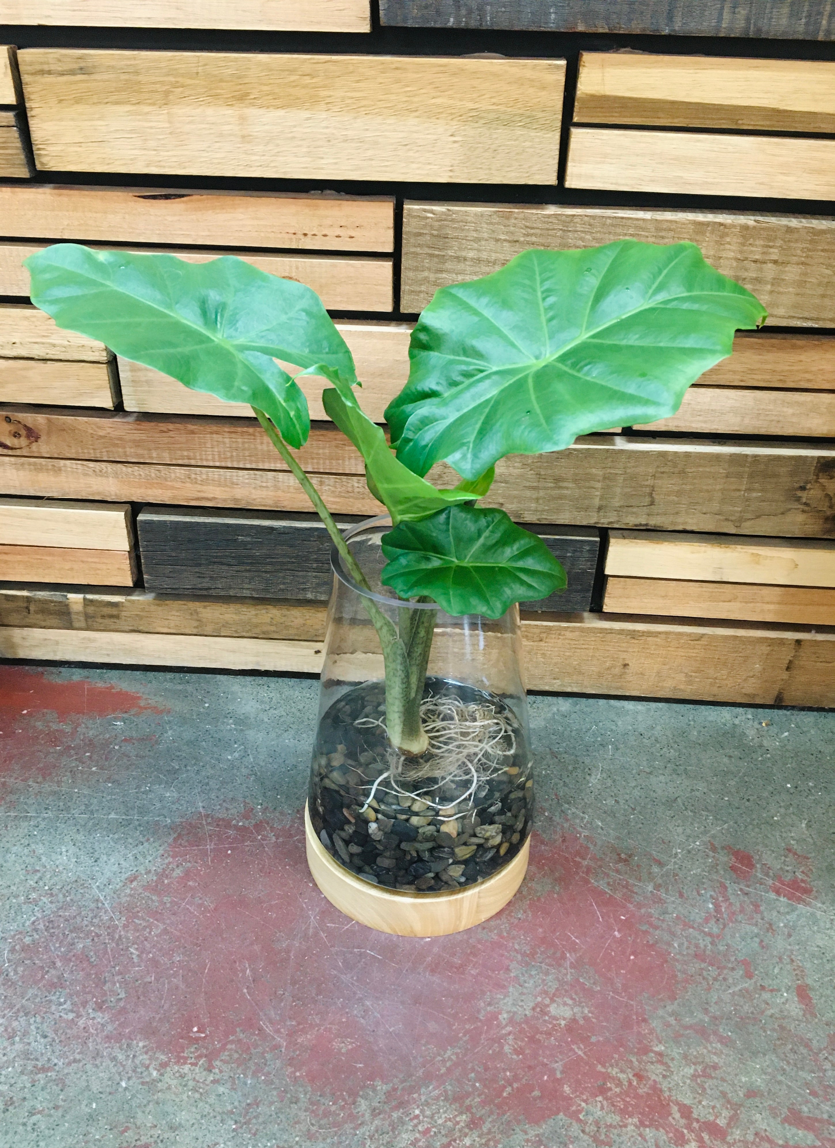 Water Plant Vase - DIY Home & Garden Waratah Alocasia (Complete, pick up only) 