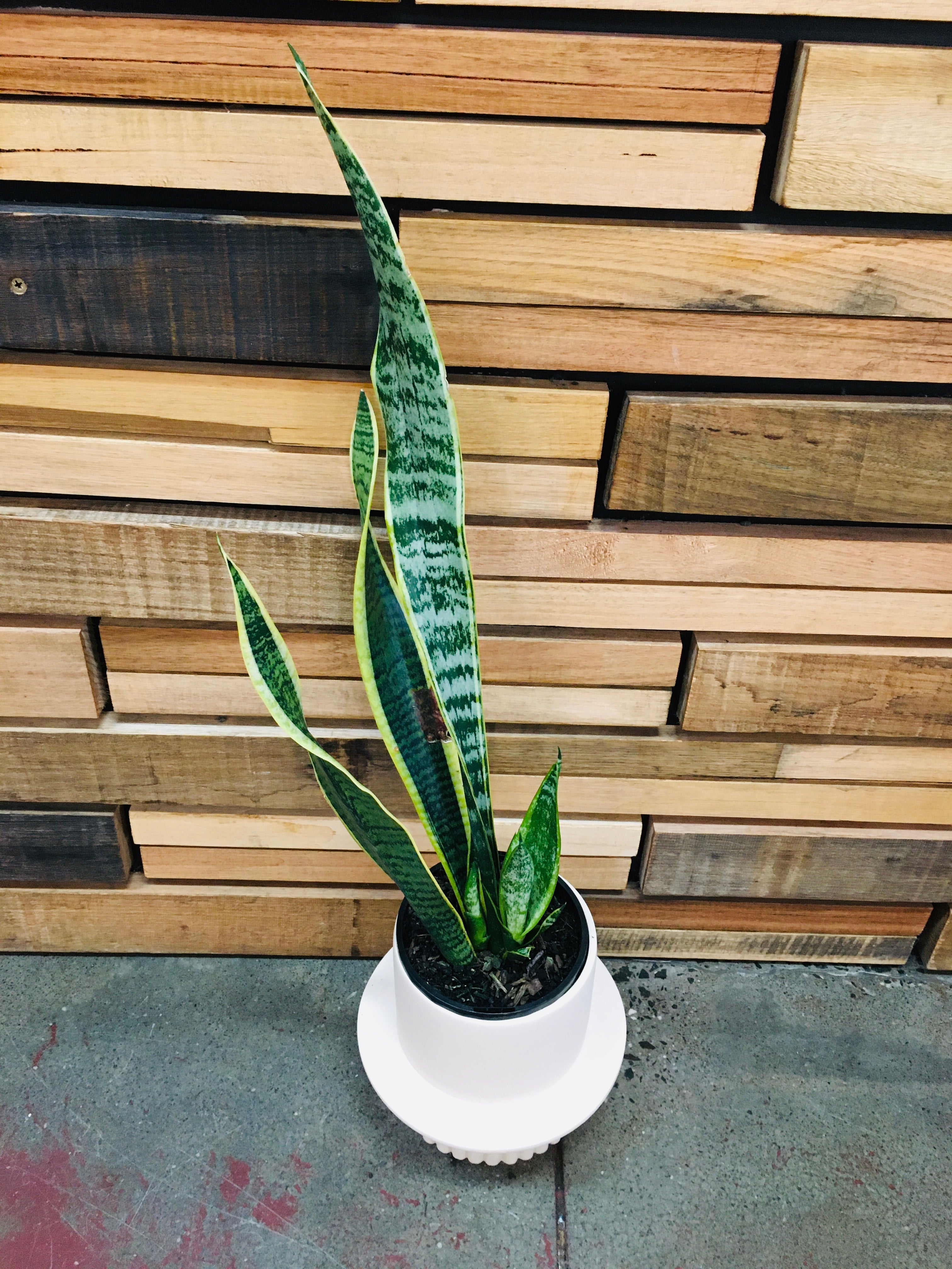 Mother in Laws Tongue - Sansevieria Trifasciata plants Westands 