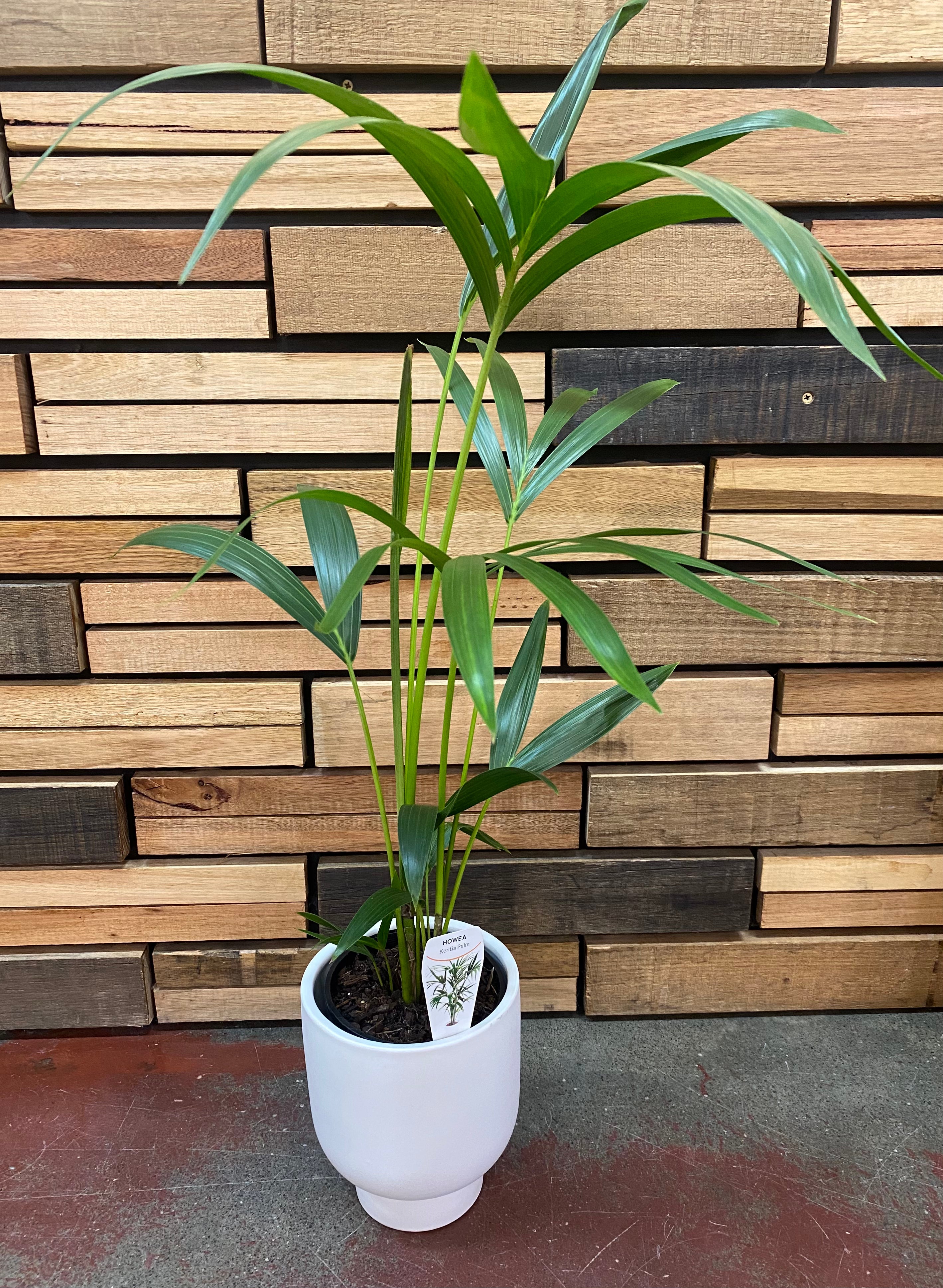 Kentia Palm - (Howea forsteriana) Indoor & Outdoor Plants westlands 