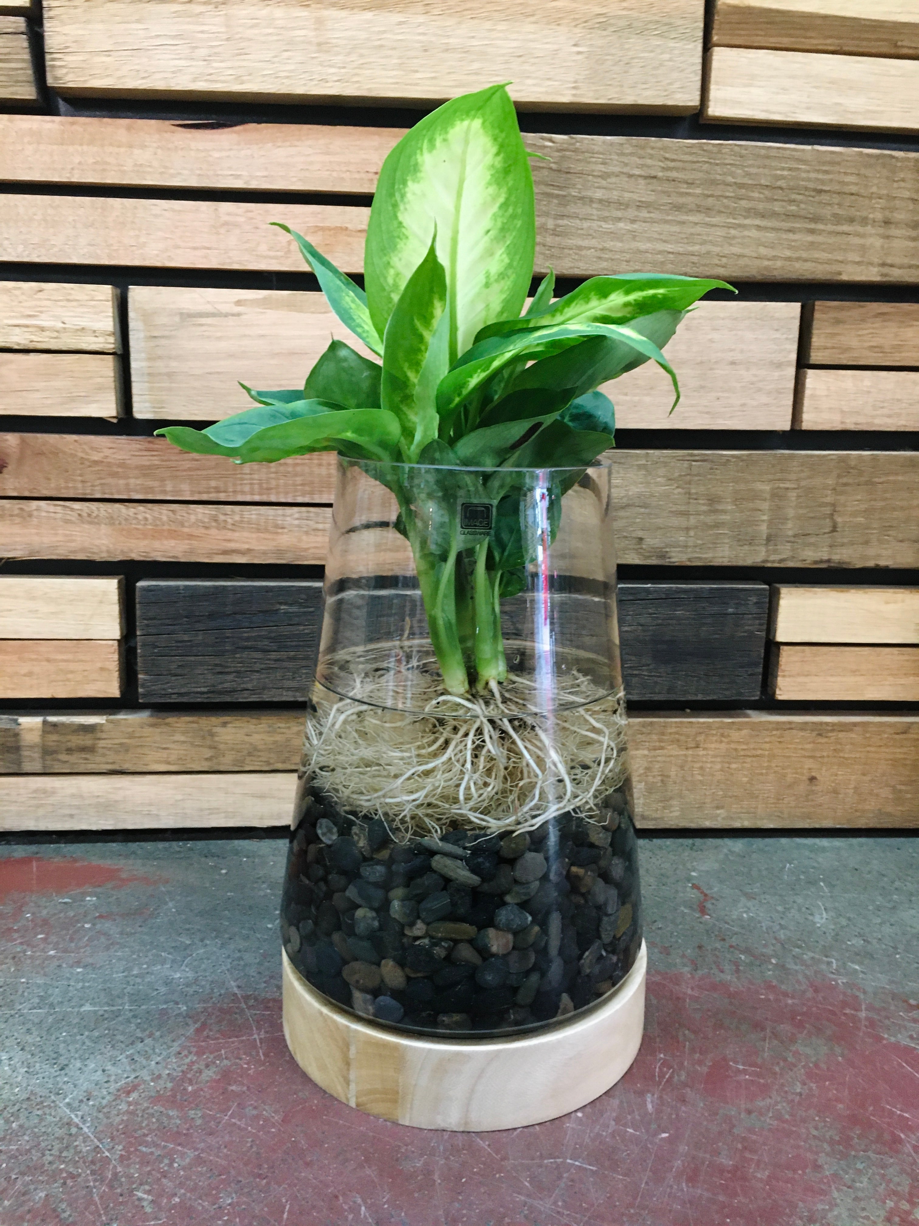 Water Plant Vase - DIY Home & Garden Waratah Dumb Canes (Complete, Pick up only) 