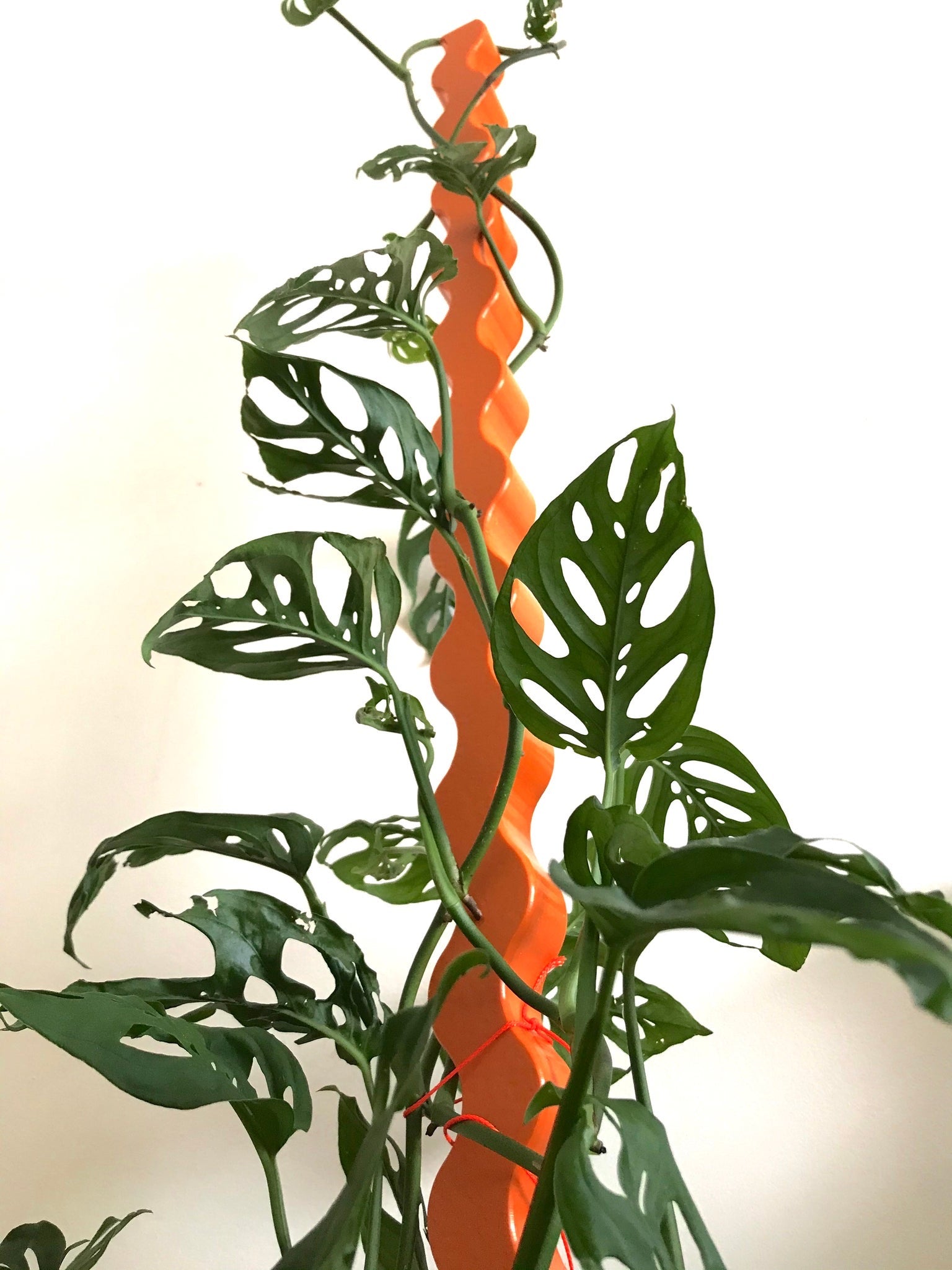 Wave II Plant Stake - Secateur Me Baby Plant Stake Secateur Me Baby Medium Orange (100cm) 