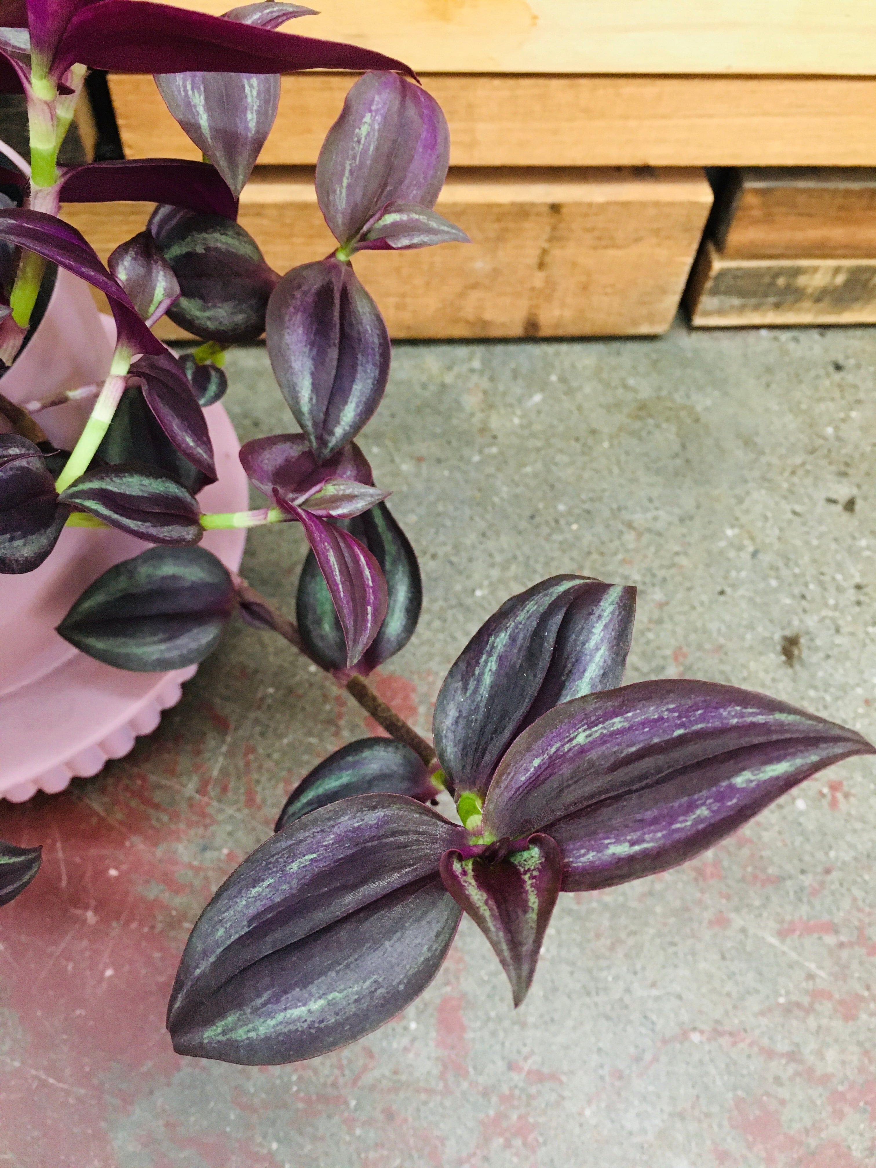 Tradescantia Zebrina - Purple plant Westland 